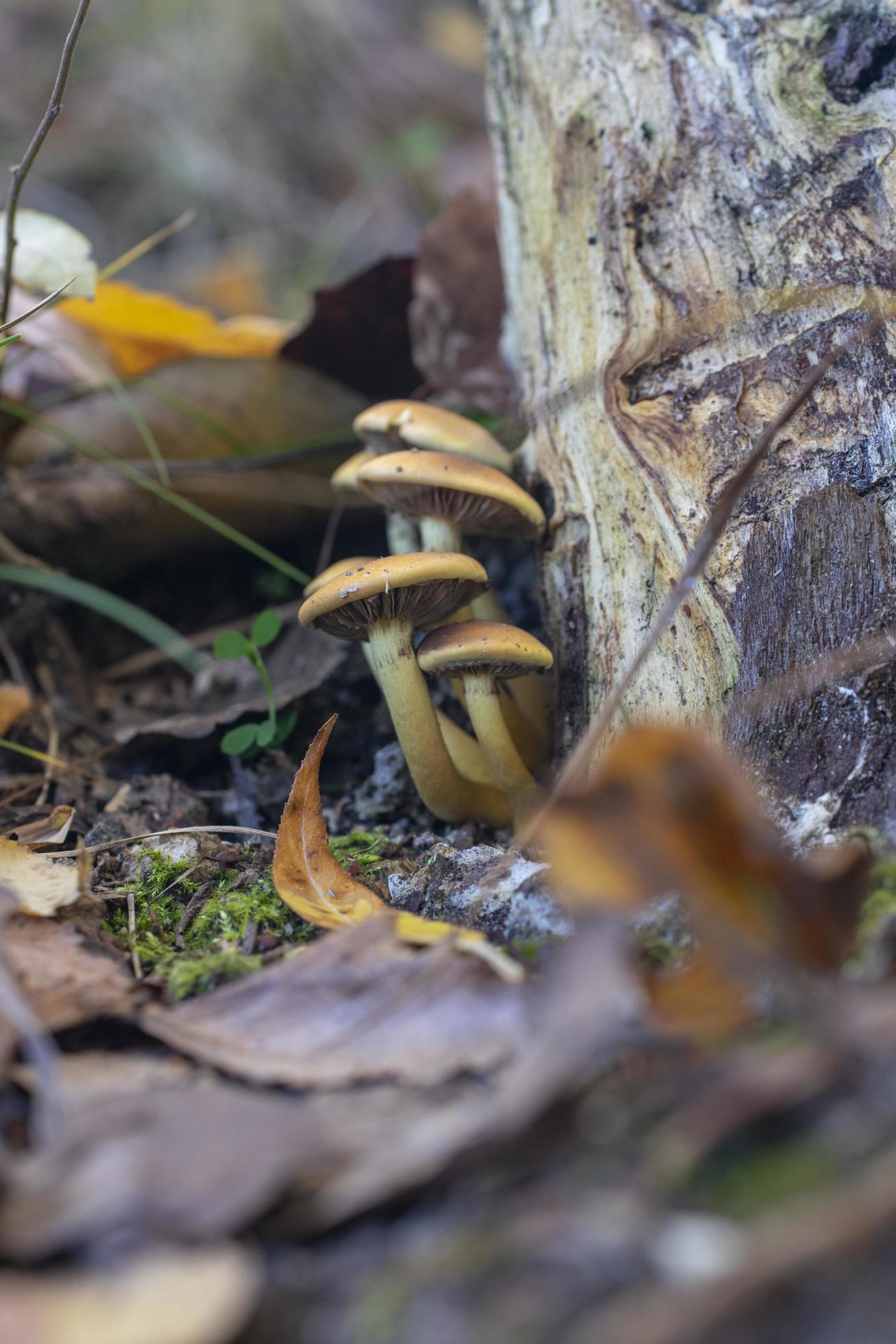 A family of mushrooms at the base of a tree in the autumn forest. Stock Free