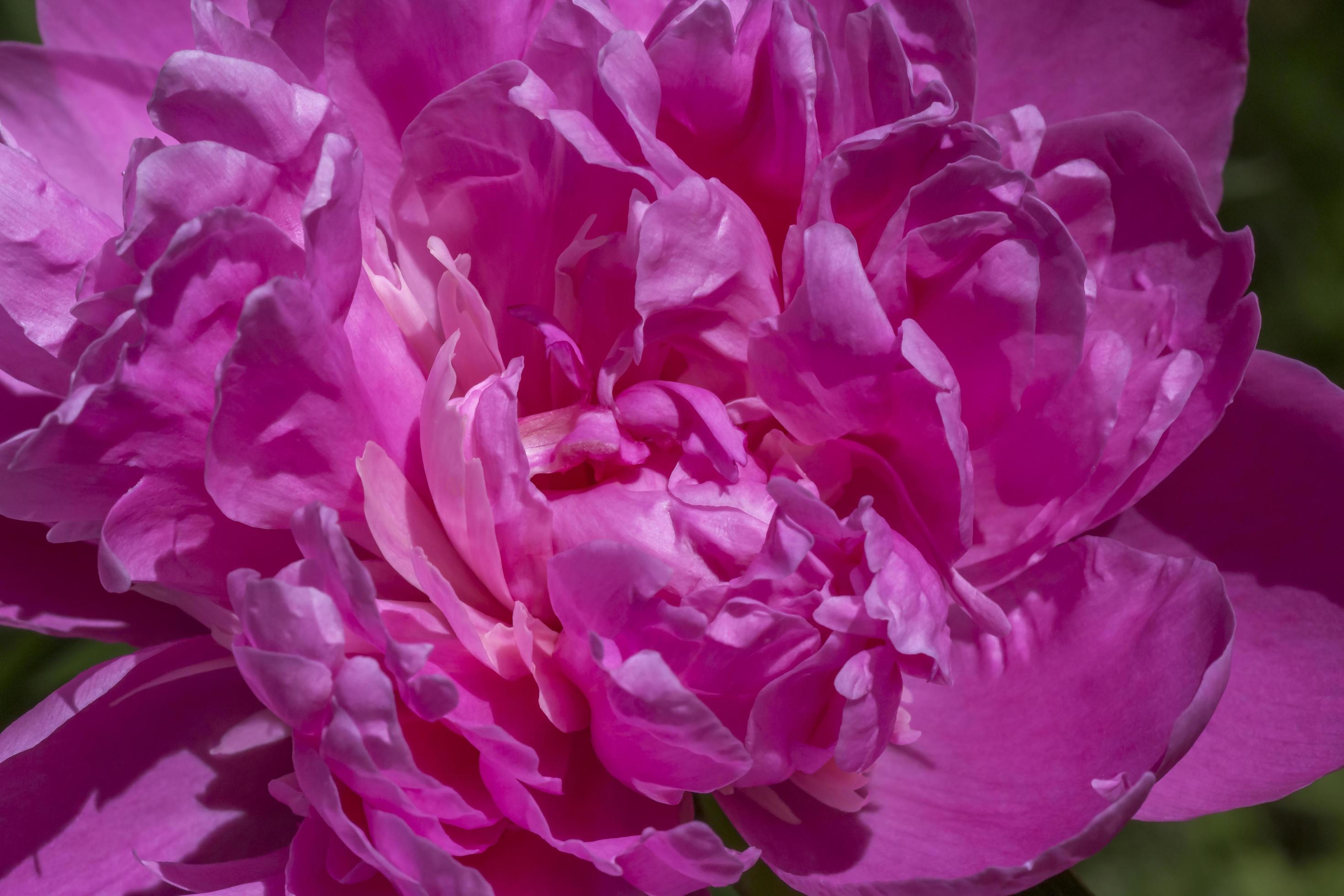 close up of curly peony flower in garden Stock Free