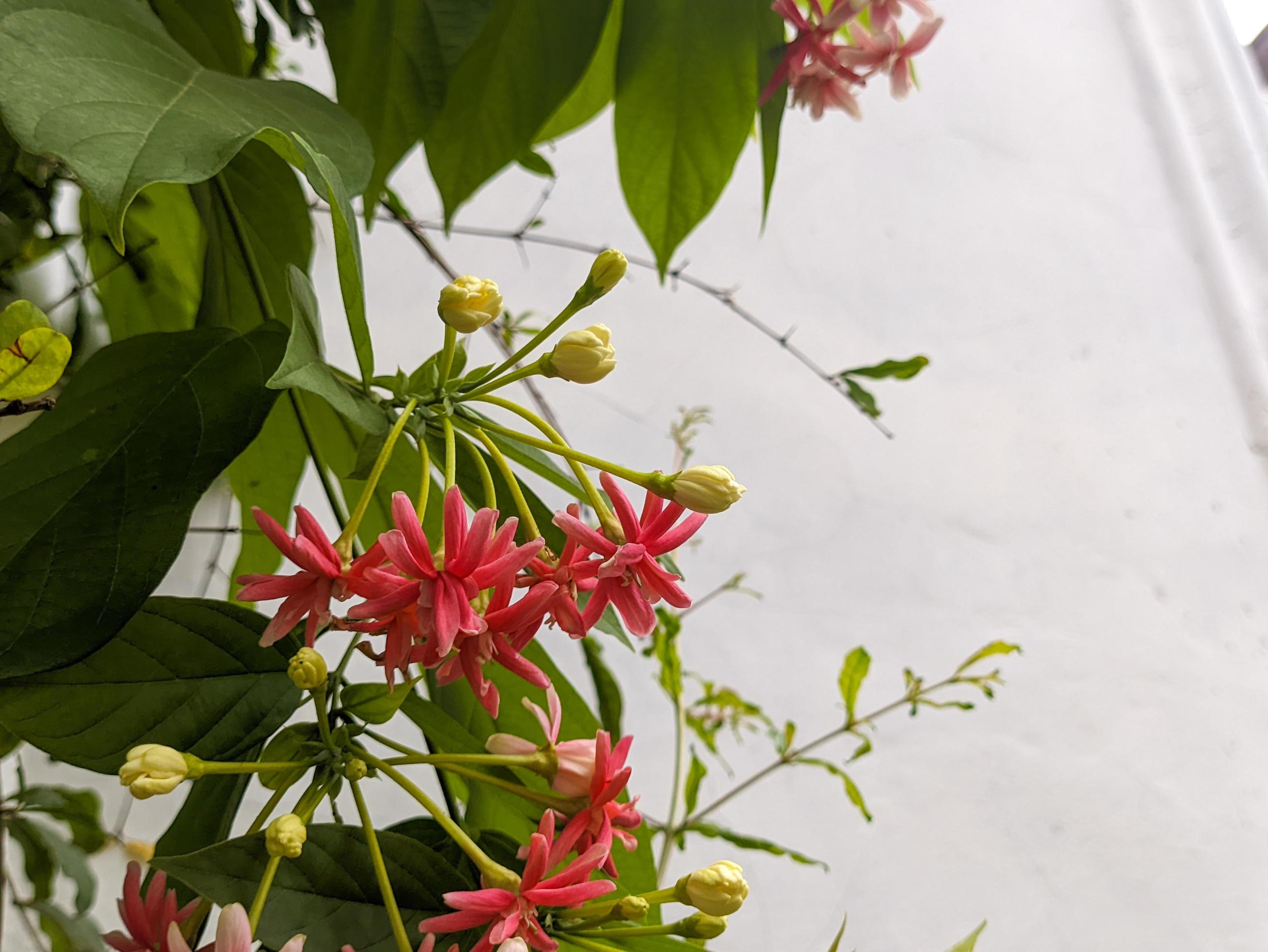 A close up of Combretum indicum flower Stock Free