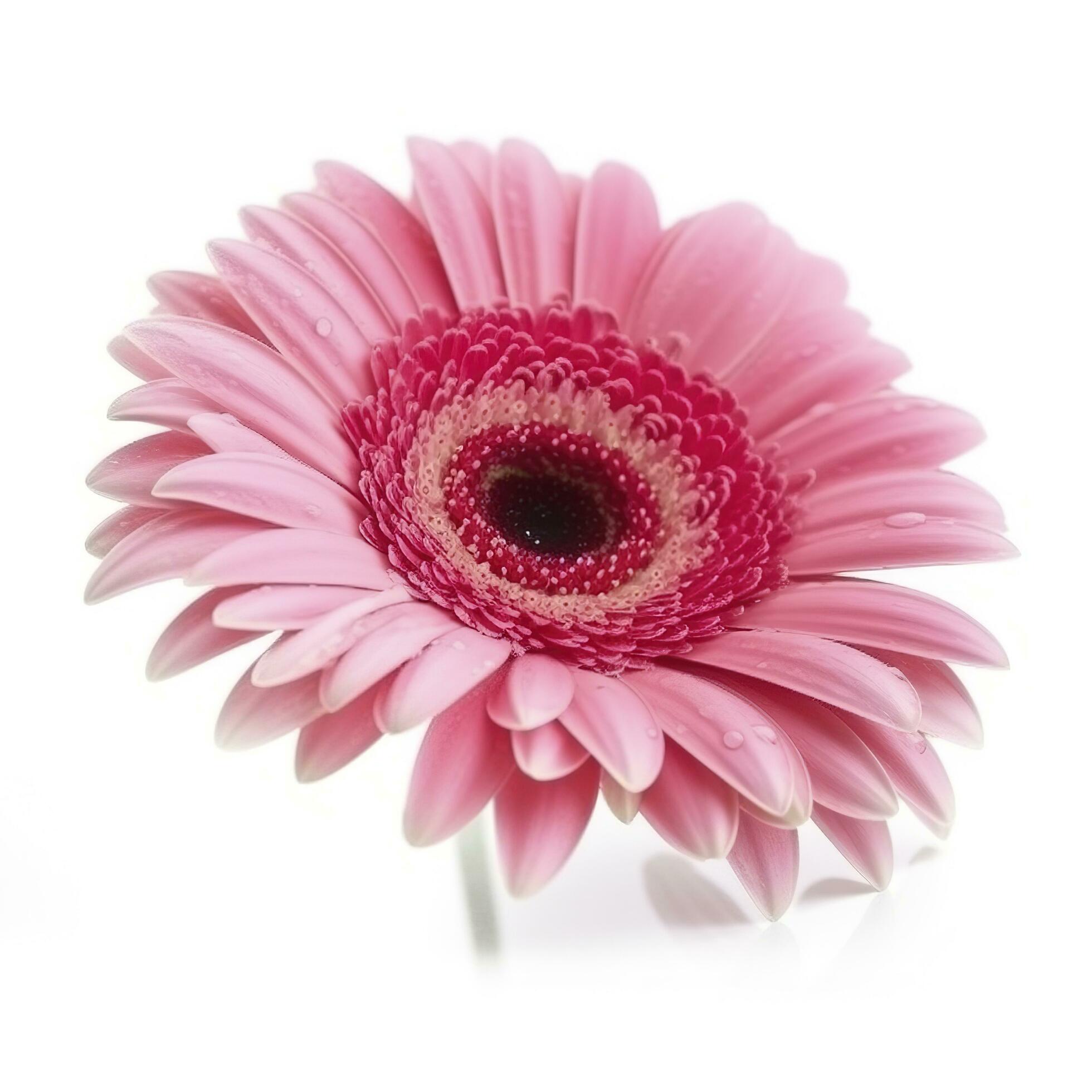 Pink gerbera flower isolated on white background, generate ai Stock Free