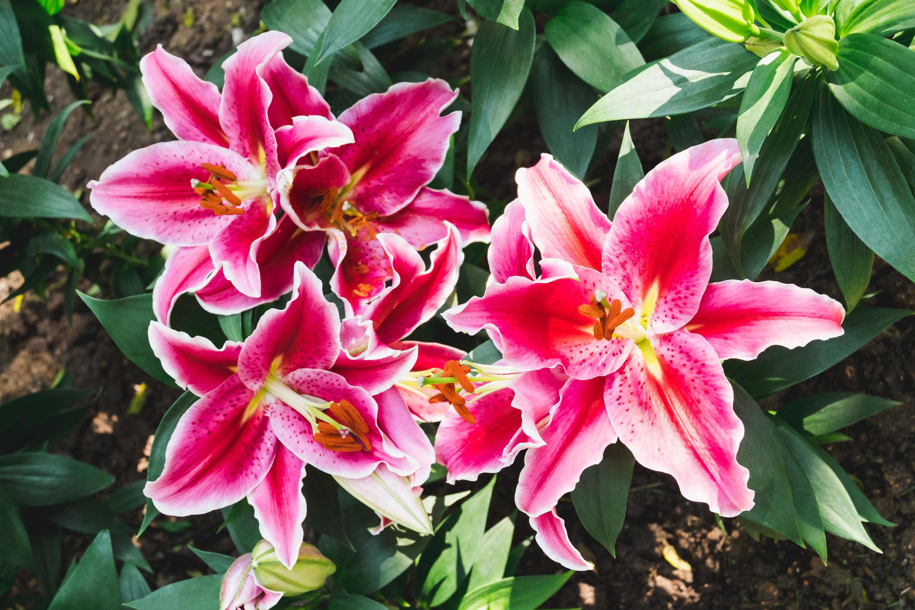 Beautiful pink lily flower in botanic garden floral decoration Stock Free