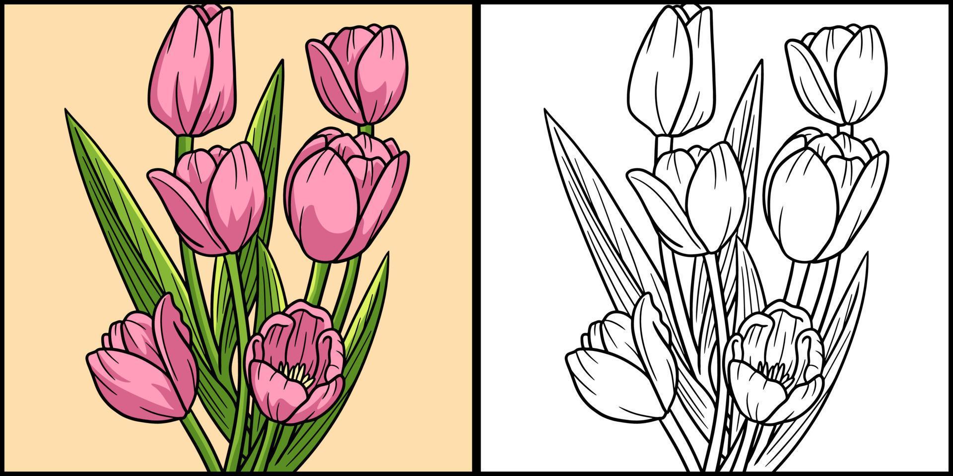 Tulip Flower Coloring Page Colored Illustration Stock Free