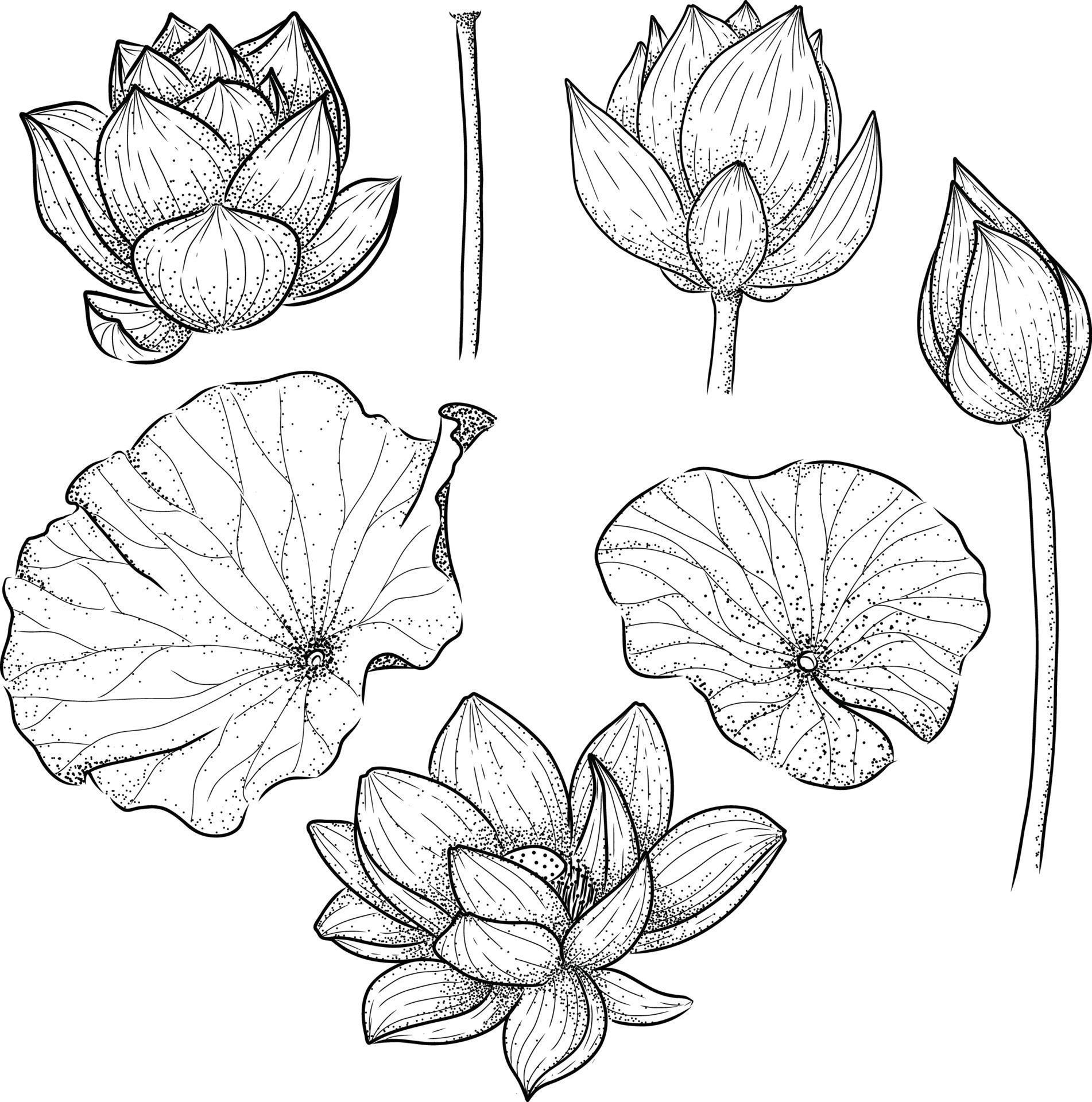 vector set hand draw lotus flower Stock Free