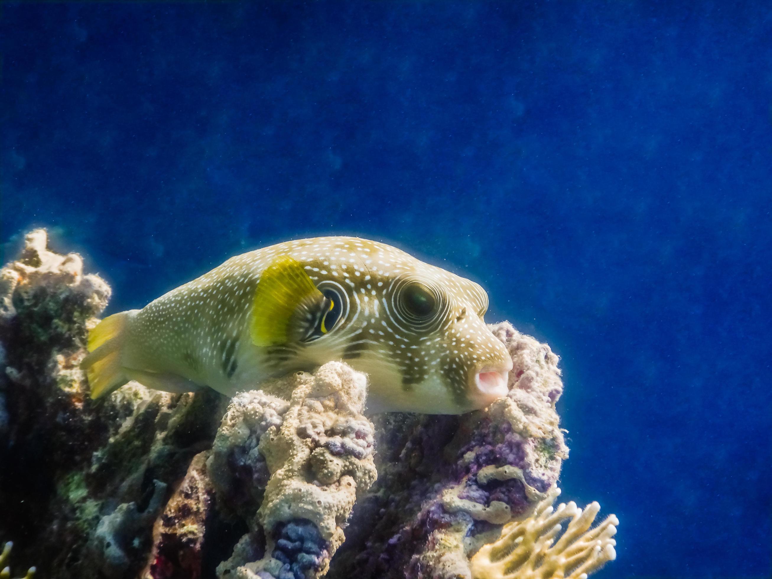 white spotted puffer fish lies on the coral at the reef Stock Free