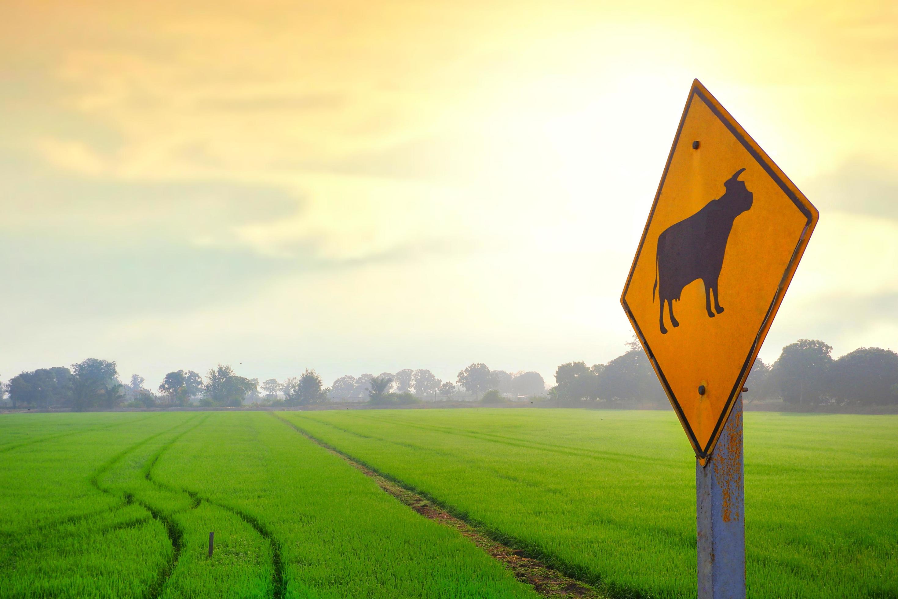 Focus at the old caution cow crossing sign with blurred green paddy field in rural background at morning time Stock Free