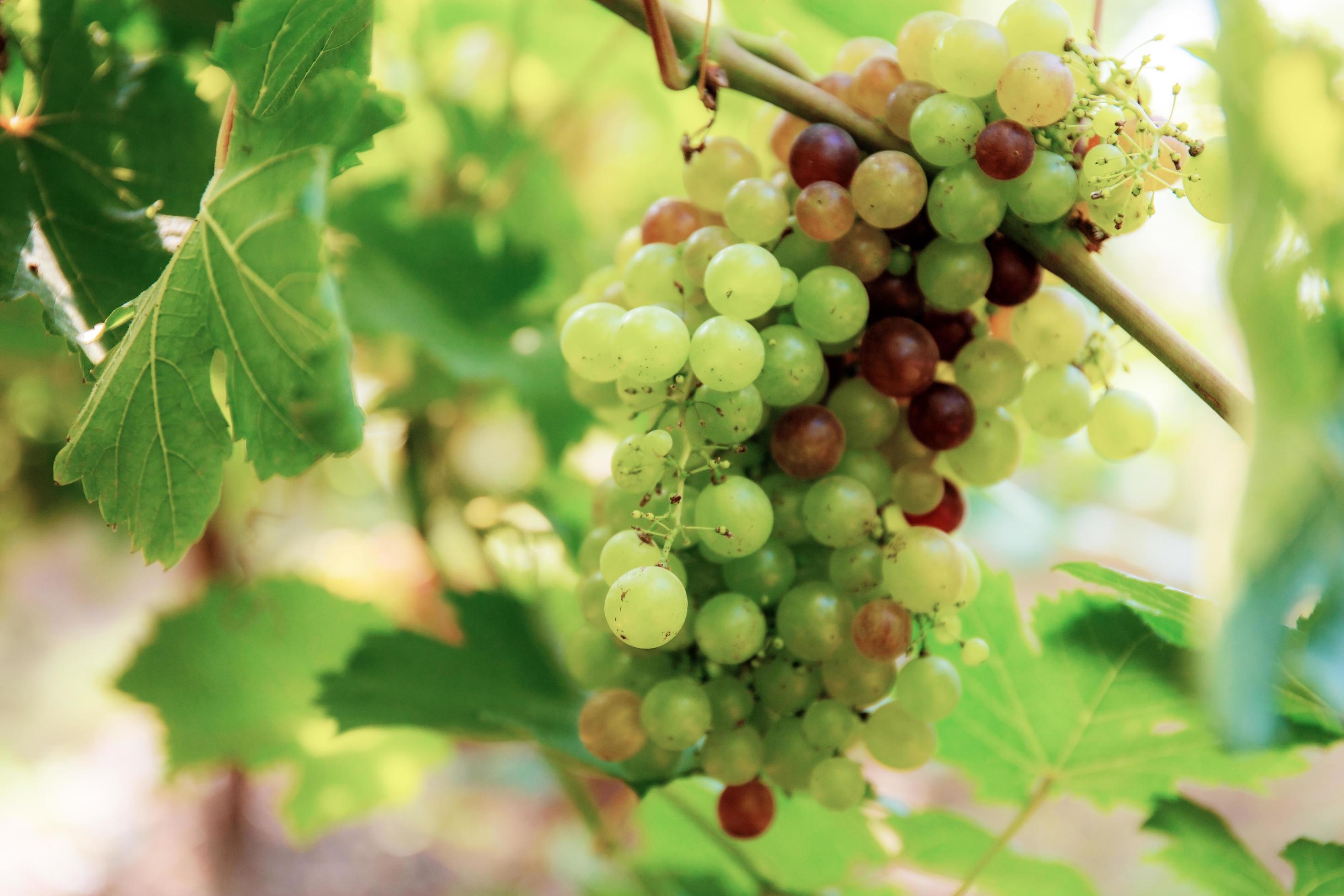 Grapes on tree at sunlight. Stock Free