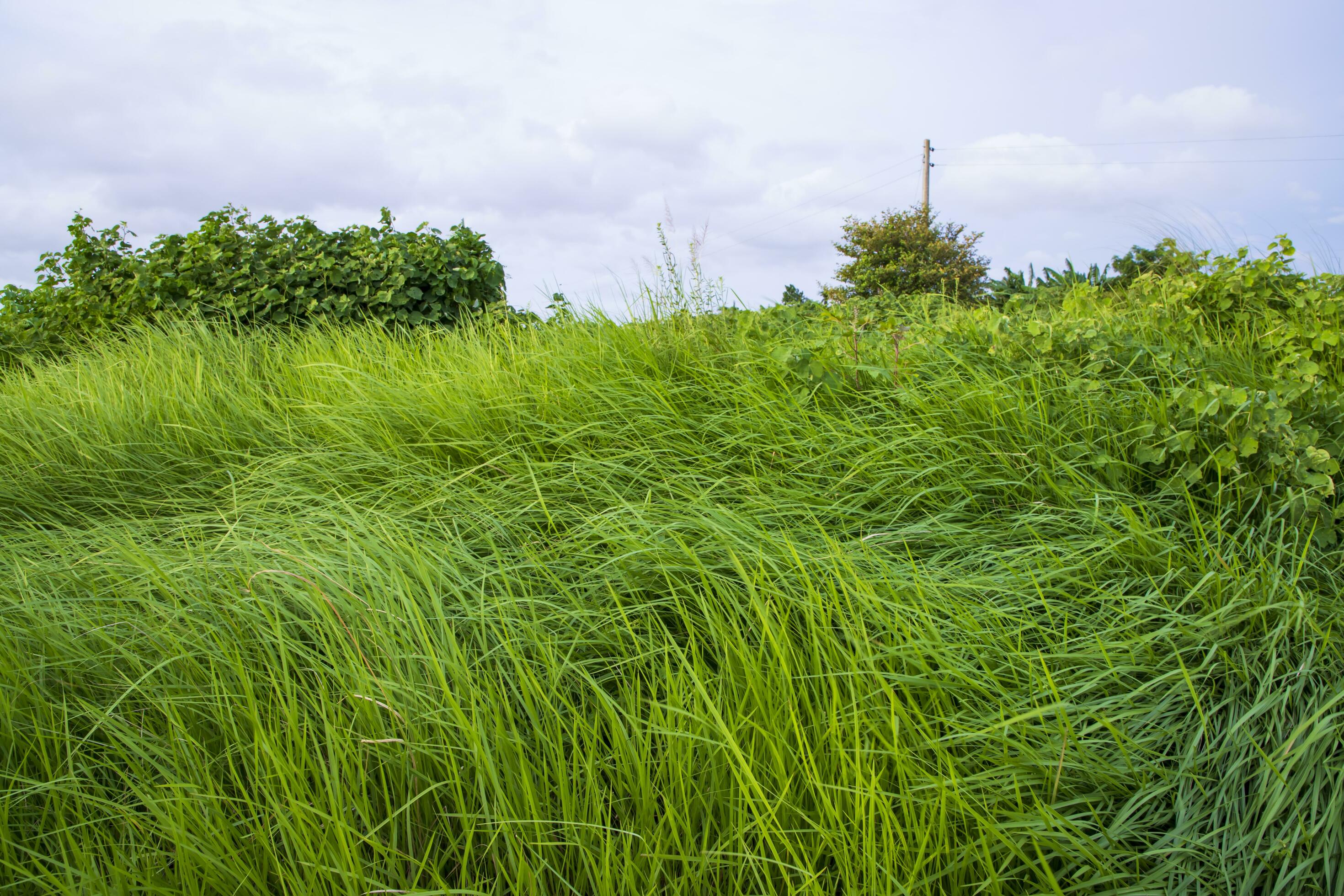 Natural Landscape view of green grass field with blue sky Stock Free