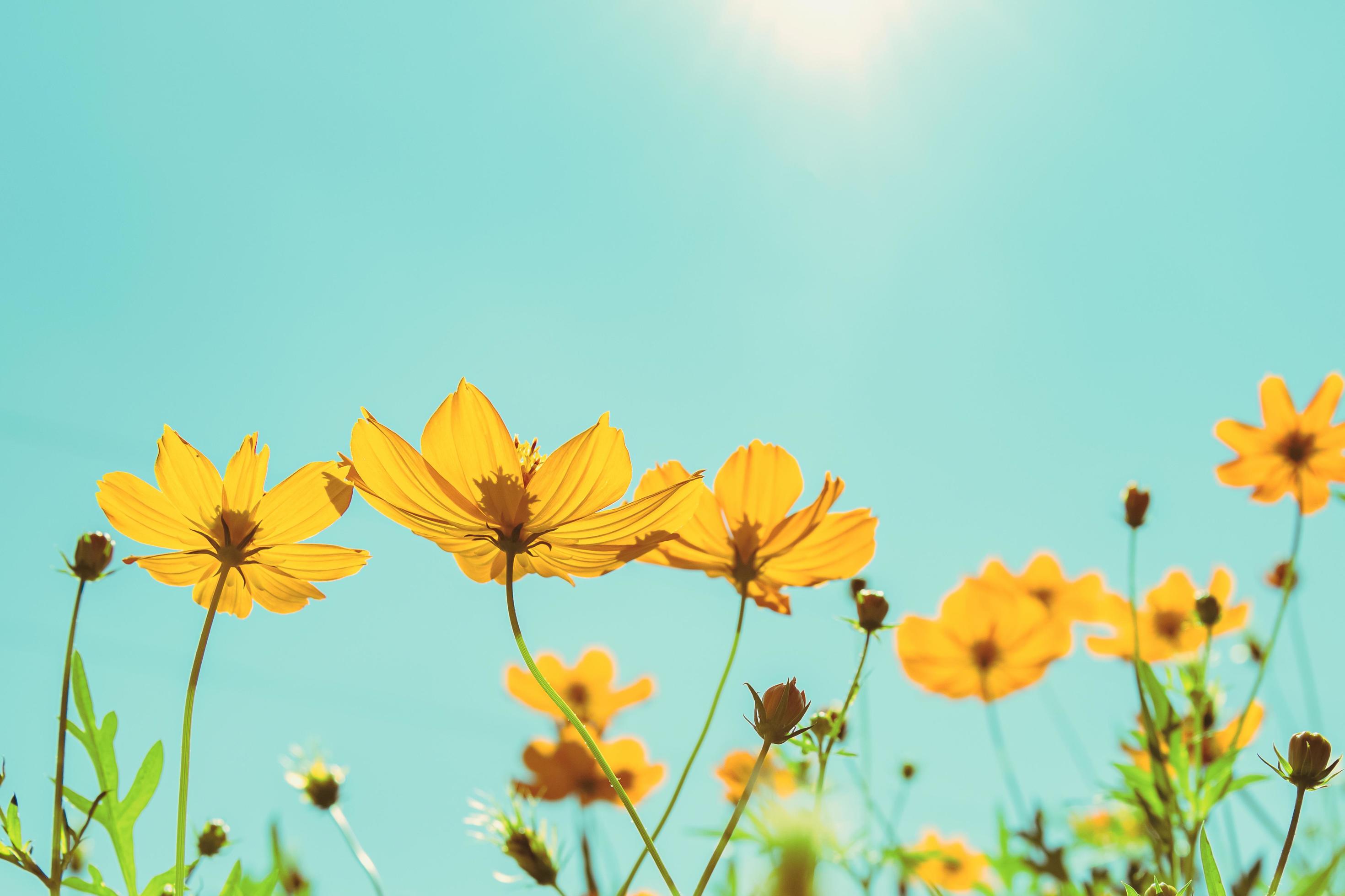 yellow flower cosmos bloom with sunshine and blue sky background Stock Free