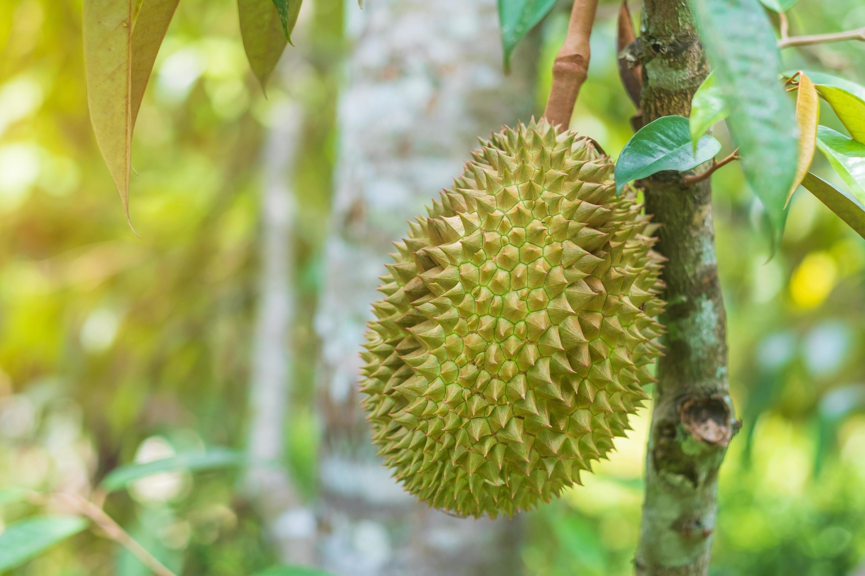 Fresh Durian hanging on tree in garden background, king of fruit Thailand. Famous Southeast food and Asian Exotic tropical Fruit concept Stock Free