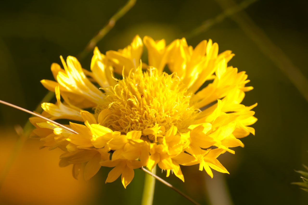 Yellow Flower Stock Free