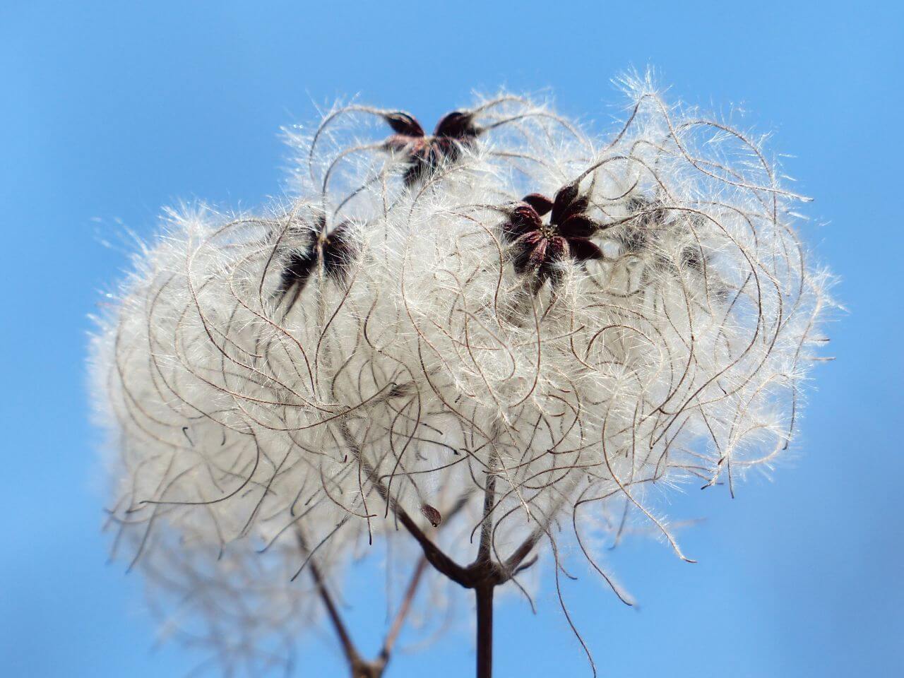 Clematis Vitalba Seeds Stock Free