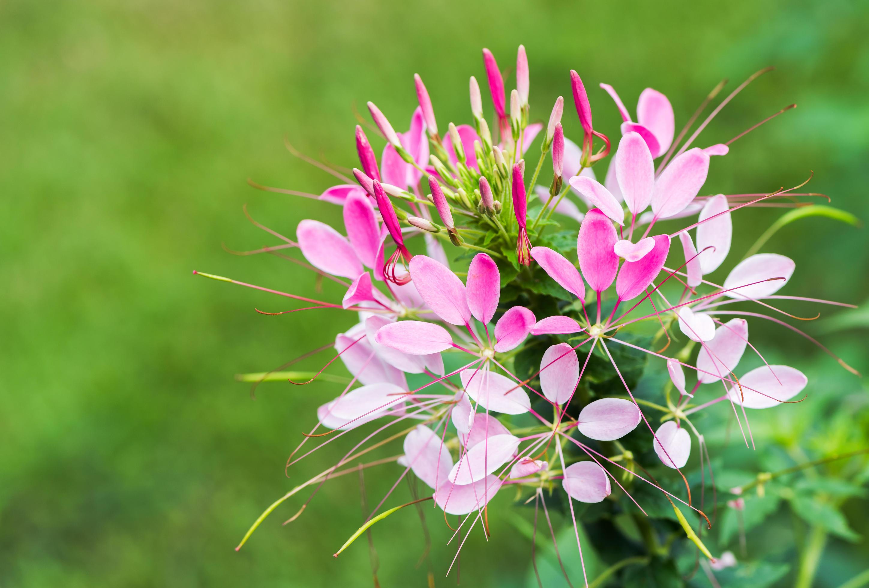 closed up of Cleome spinosa or Spider flower Stock Free