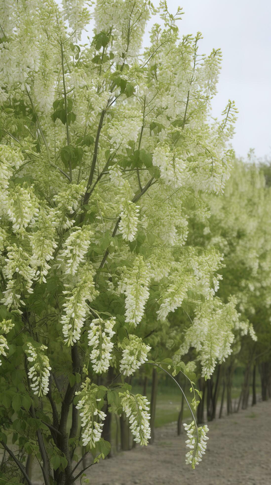 The green Sophora japonica trees are full of white Sophora japonica flowers, generate ai Stock Free