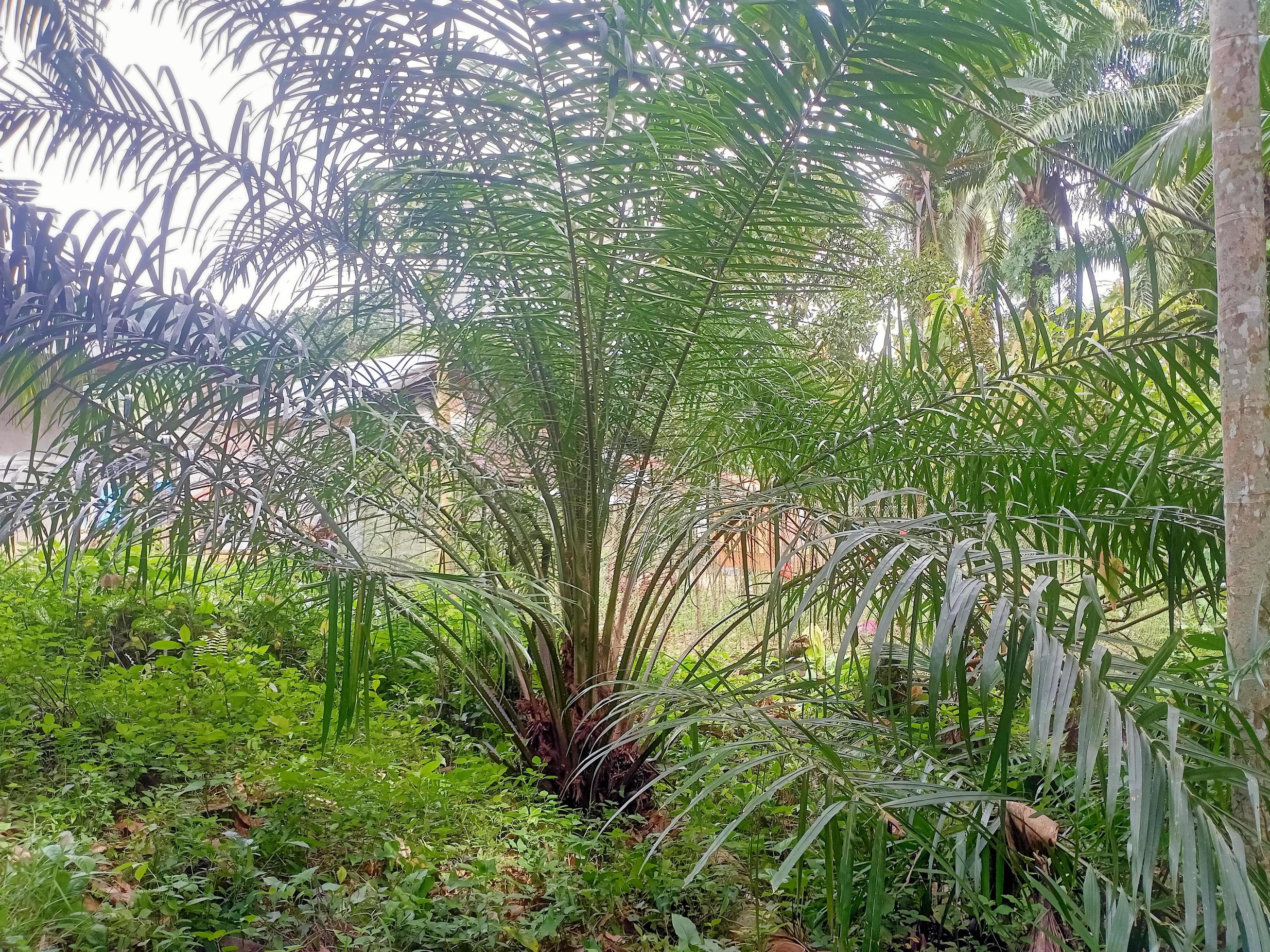 Green plants of nature green plants are healthy for the human body Stock Free