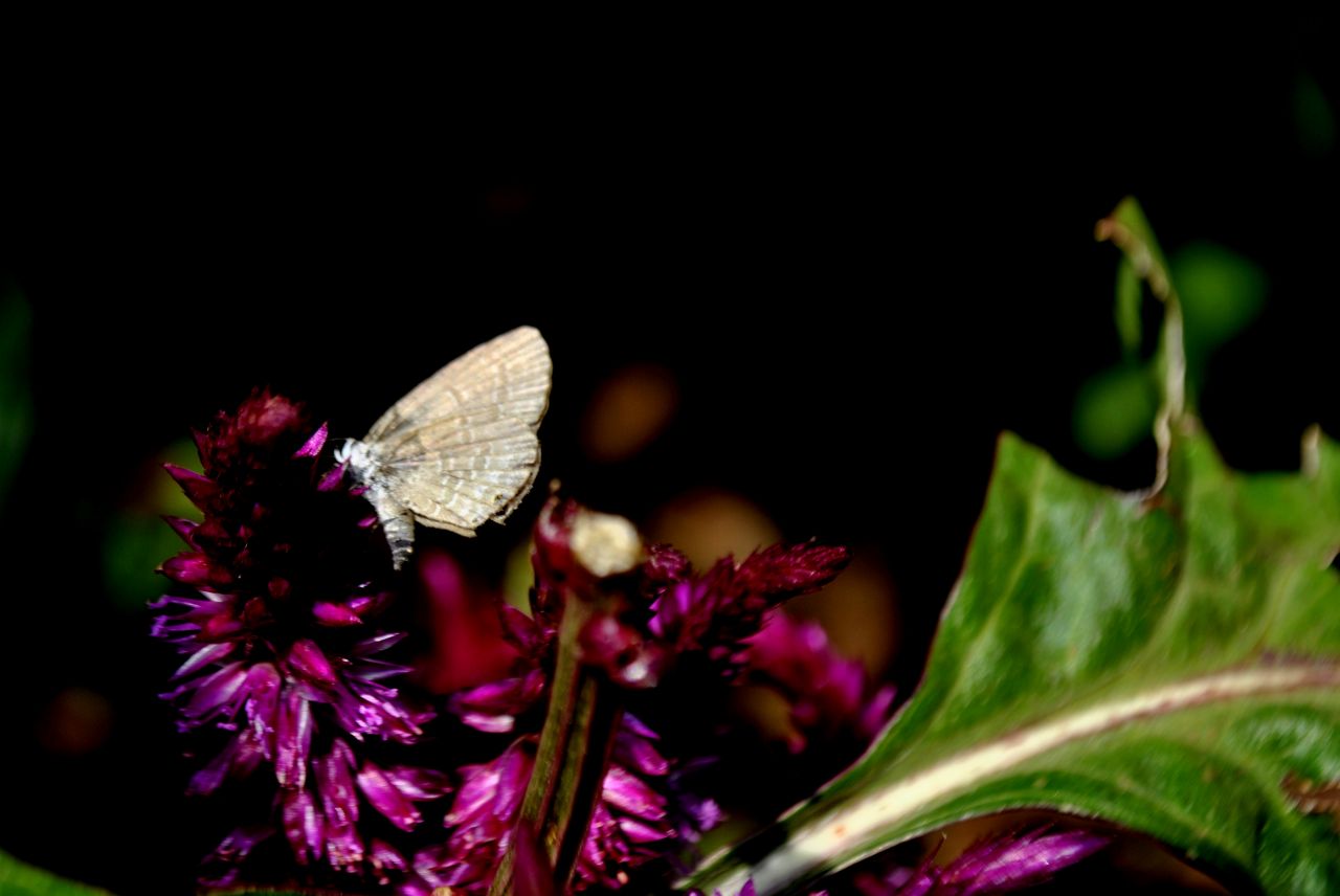 Butterfly On Flower Stock Free