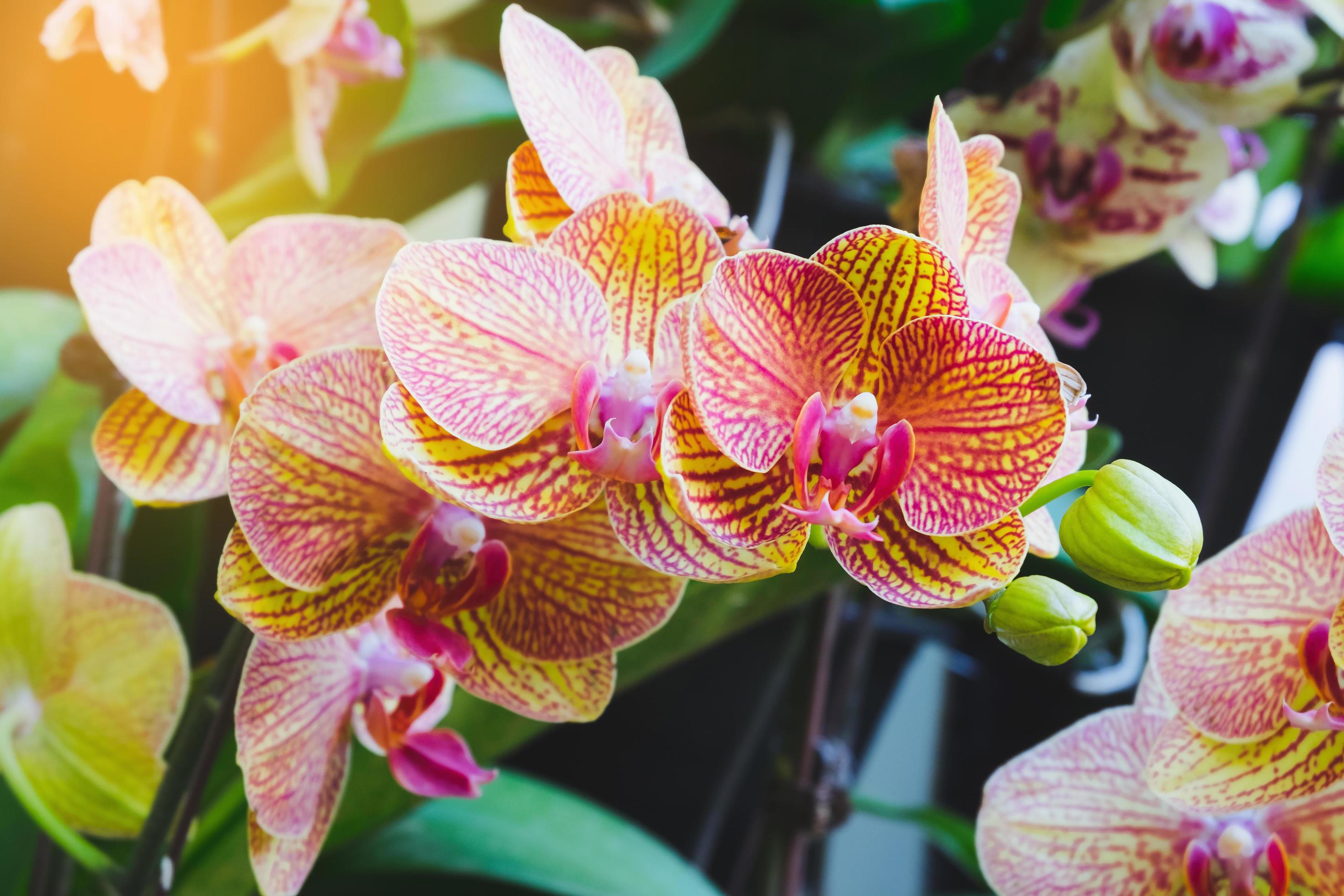 Orchid flower in tropical garden. Phalaenopsis Orchid flower.Floral background.Selective focus. Stock Free