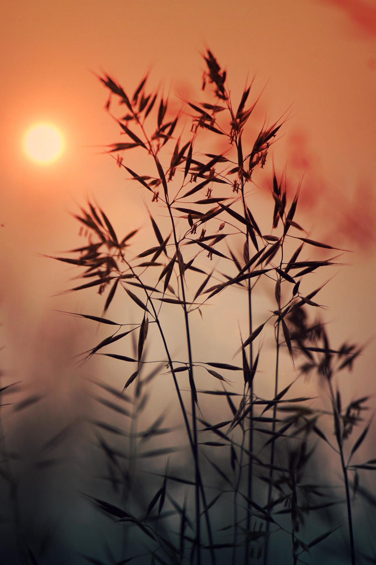 Dry flower plants and sunset in nature Stock Free