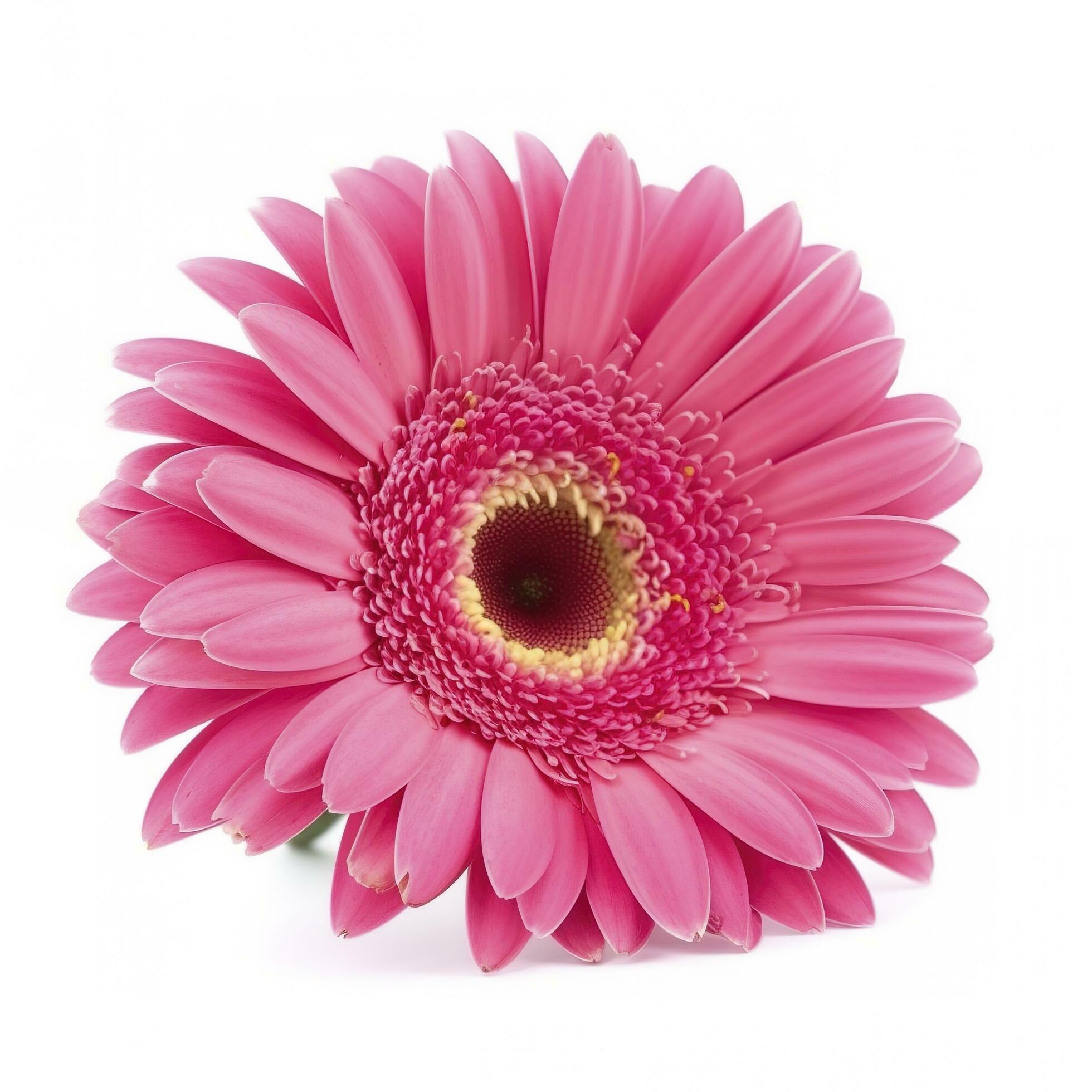 Pink gerbera flower isolated on white background, generate ai Stock Free