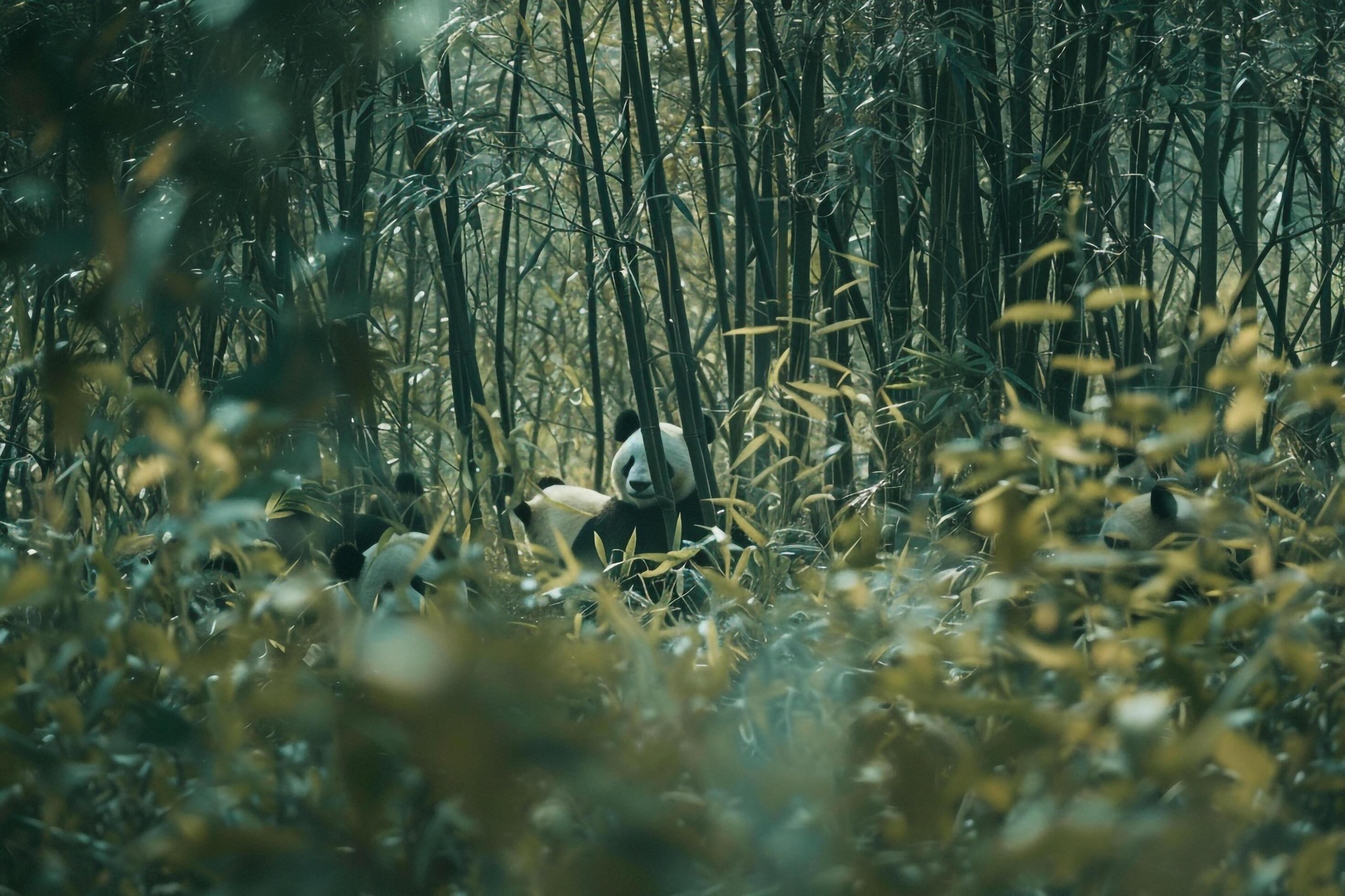 A Family of Pandas Frolicking in a Bamboo Forest. Background. Nature Stock Free