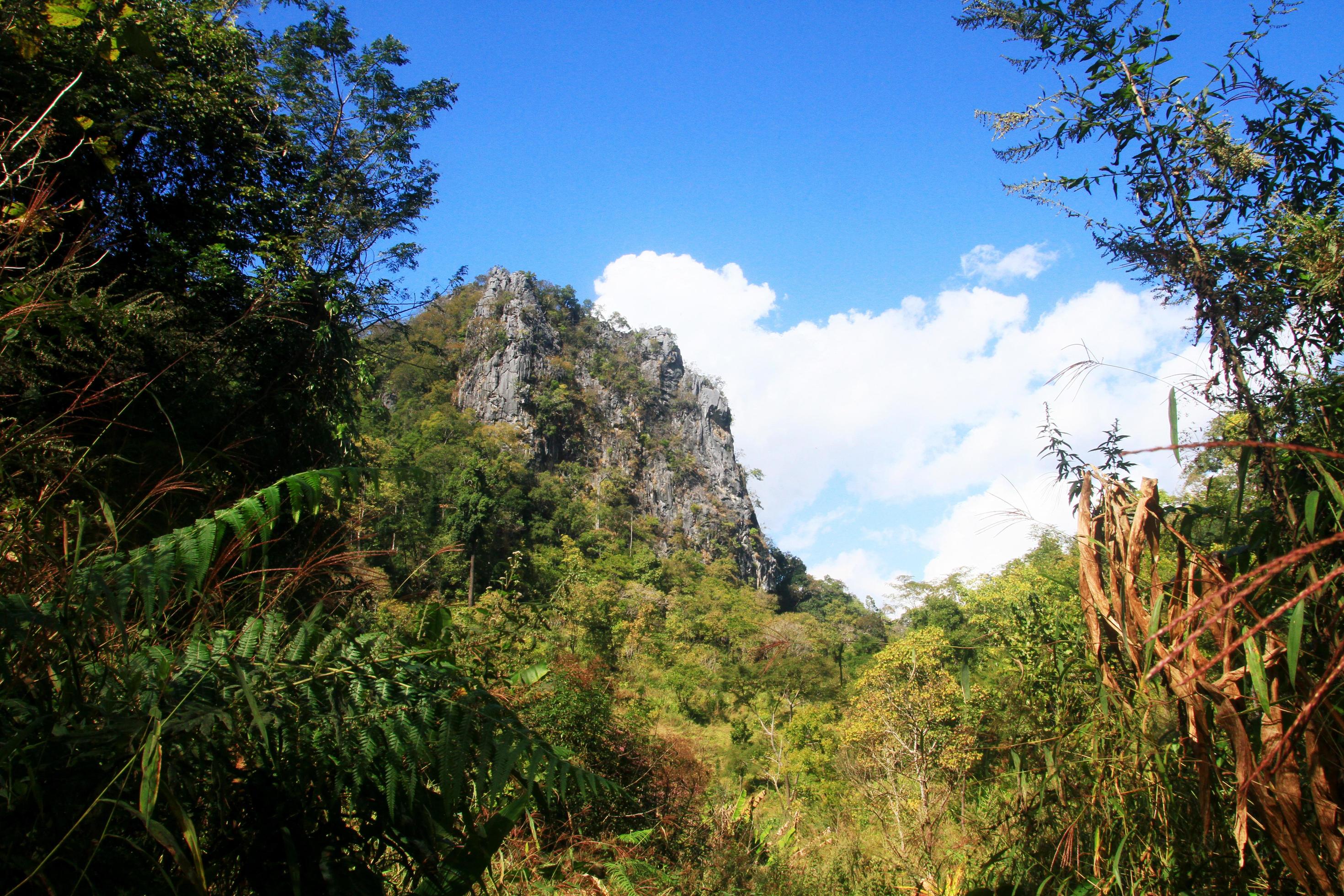 Green forest and jungle with blue sky on Mountain. Stock Free