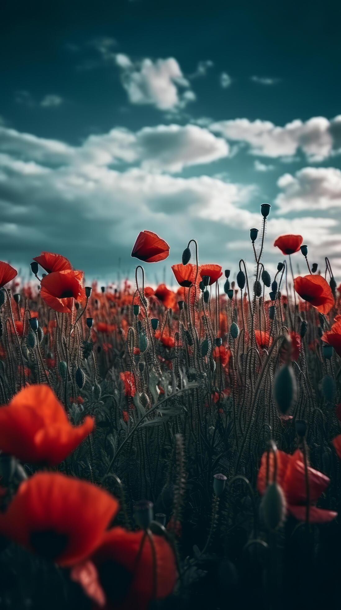 Poppy flower background for Anzac day. Illustration Stock Free