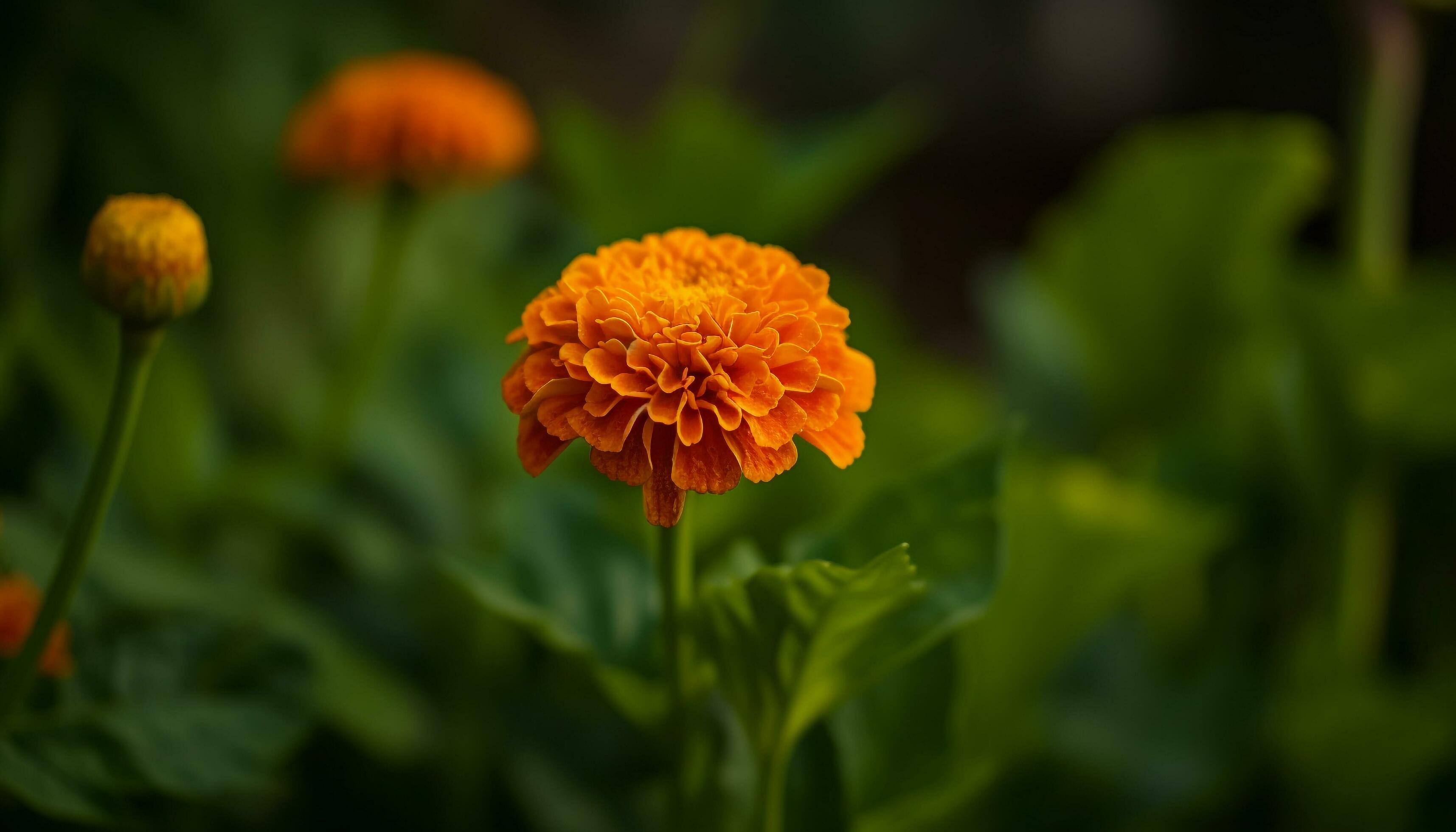 Vibrant multi colored flower head showcases natural beauty in nature meadow generated by AI Stock Free