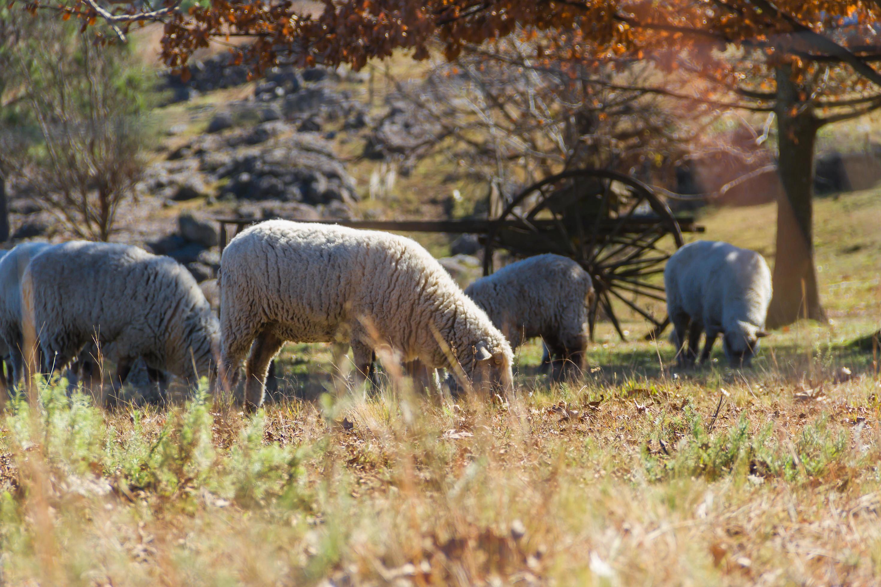 sheep grazing in the Cordoba mountains in Argentina Stock Free