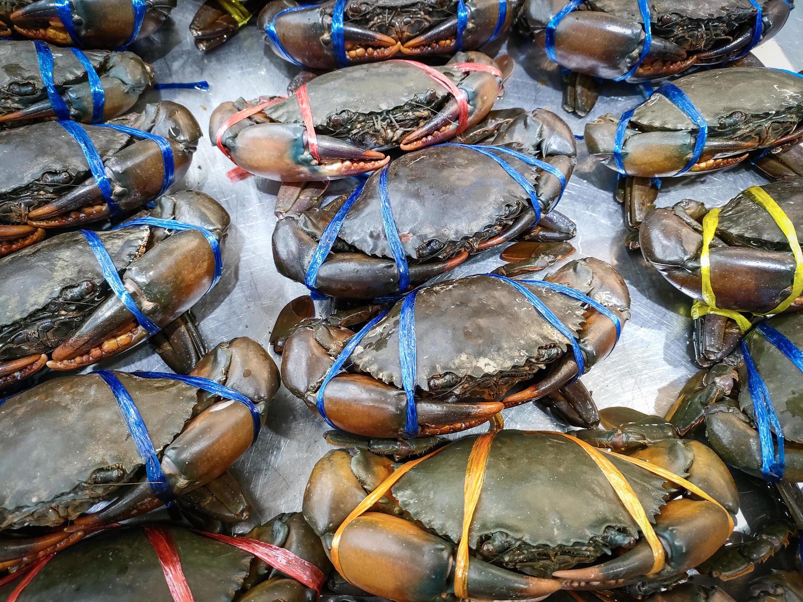 Fresh seafood crab for cooked food at restaurant or seafood market, Raw crab on ice, mud crab Stock Free