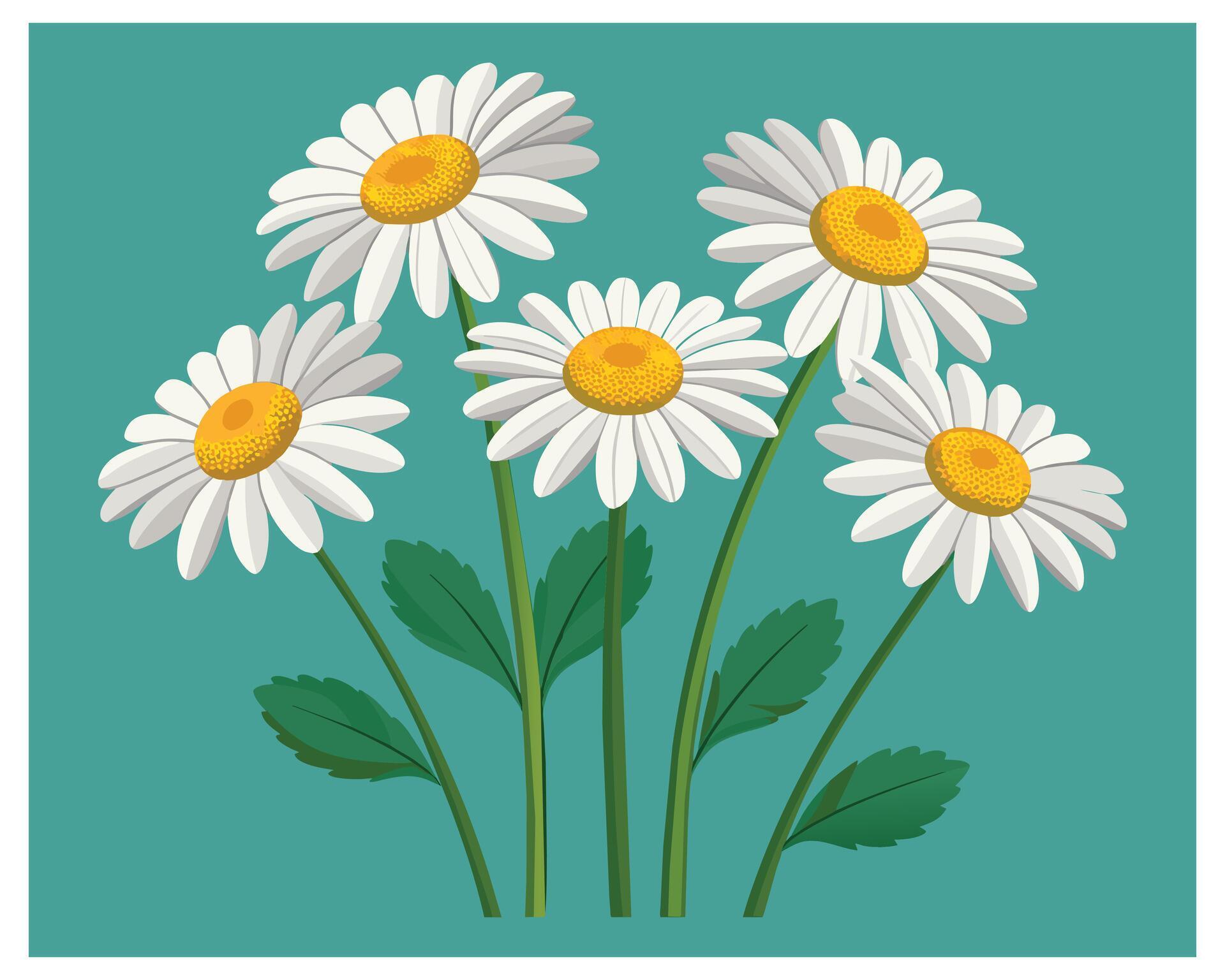 Cartoon Daisy Flower Vector Design On White Background illustration Stock Free