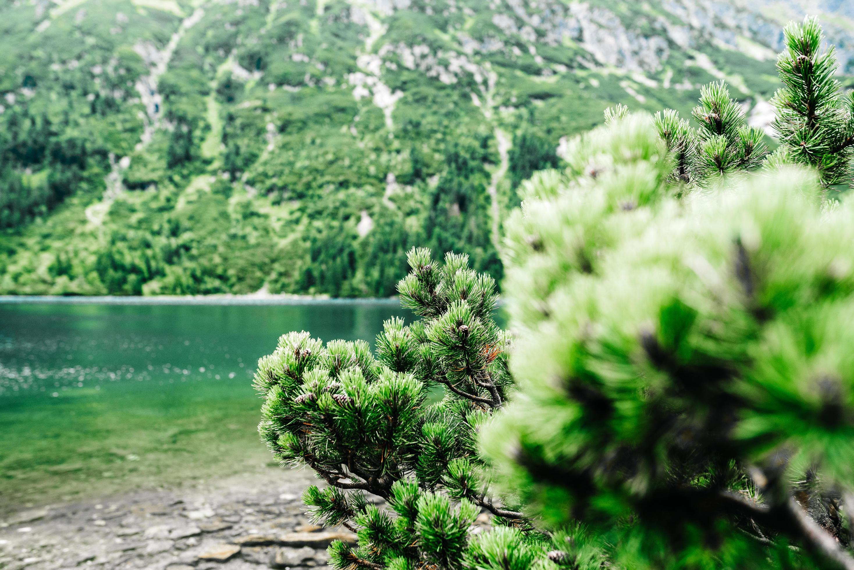 Alpine lake in summer Stock Free