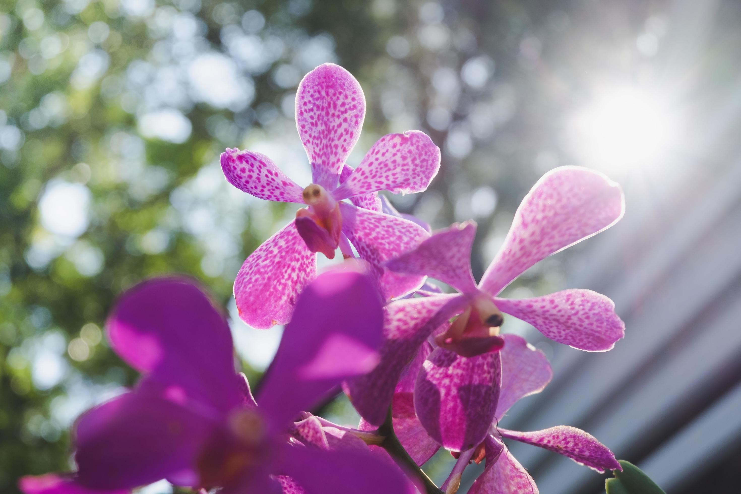 Orchid flower in tropical garden.Selective focus. Stock Free