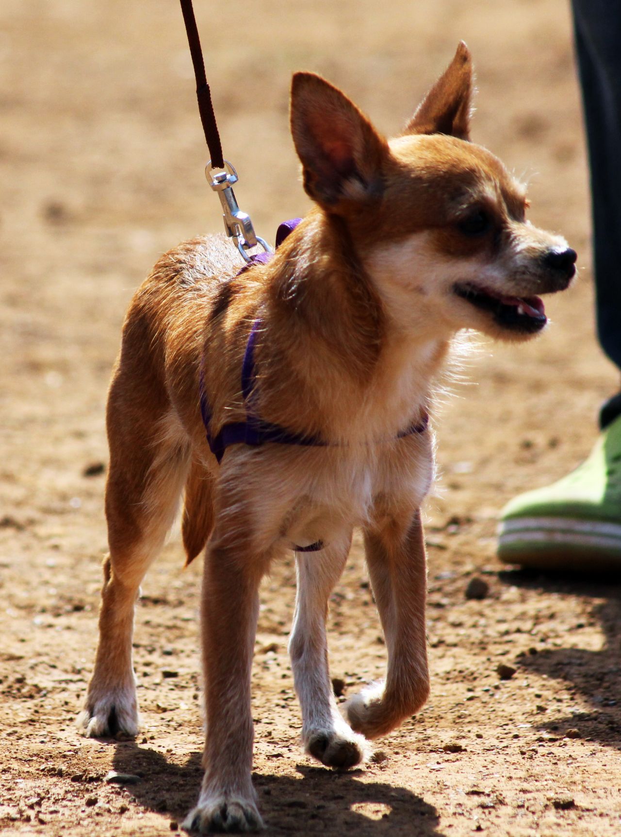 Dog With Owner Stock Free