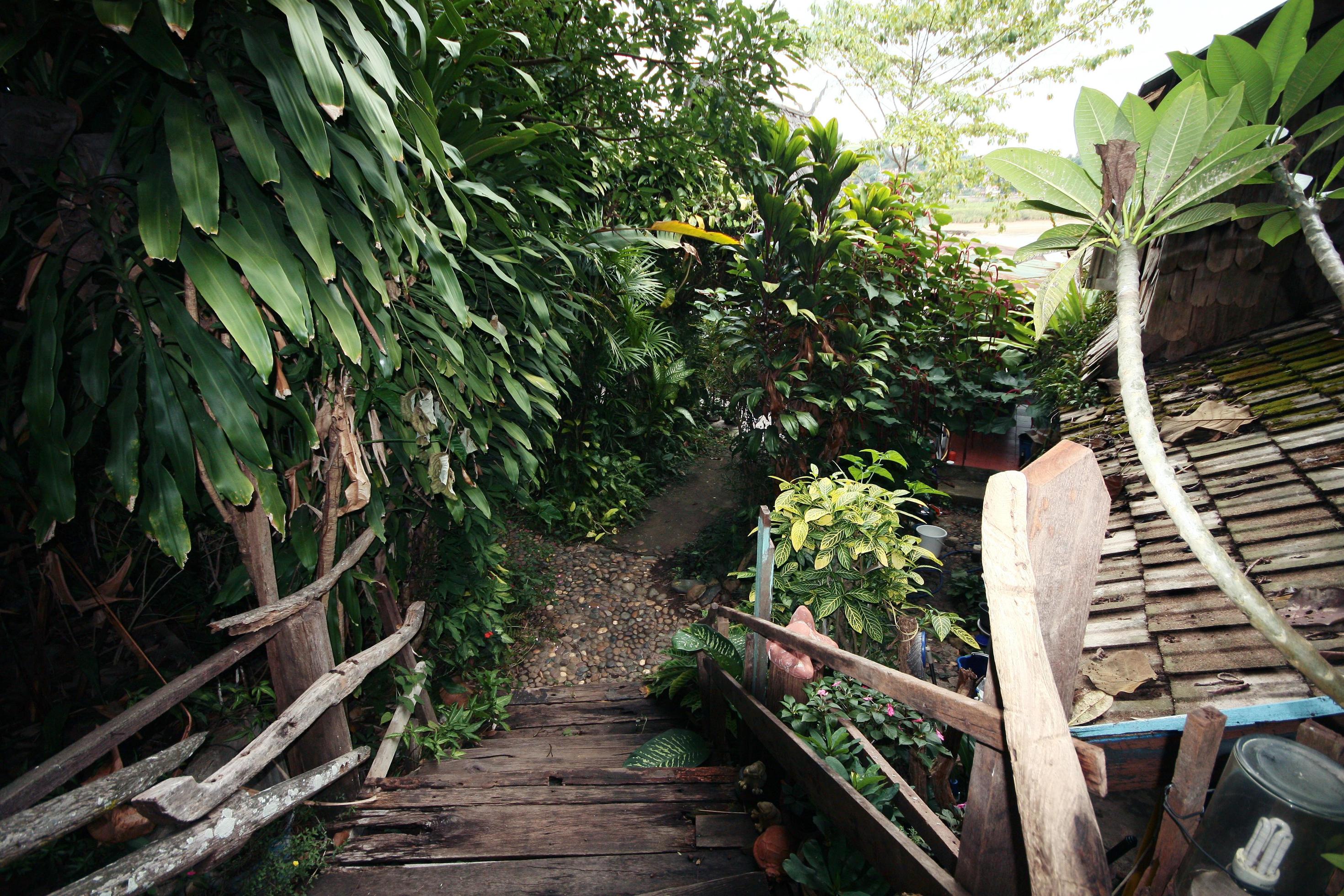 Flowers and plant in tropical garden. Stock Free