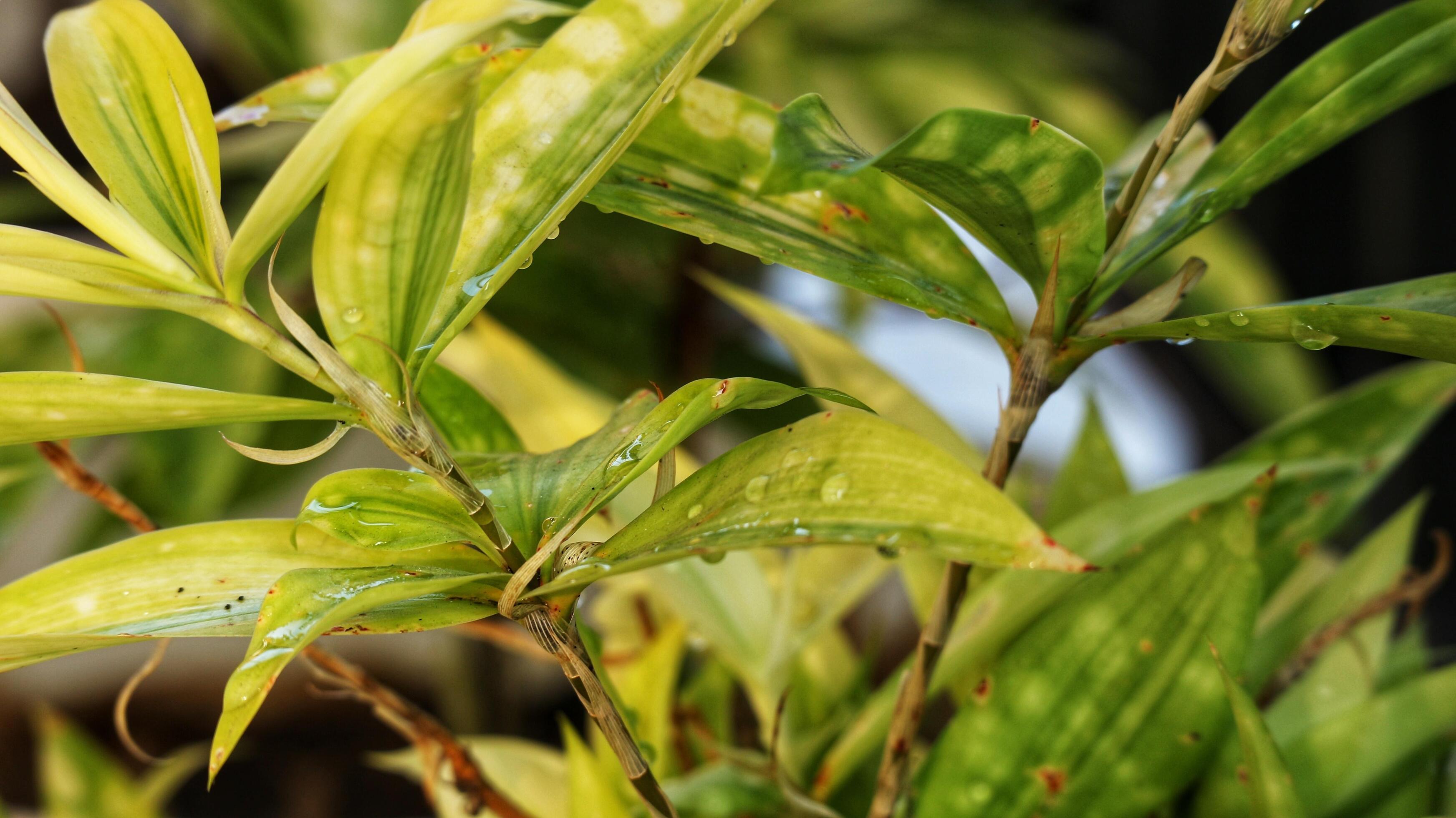 Japanese bamboo, also known as Dracaena Surculosa, is an ornamental plant that belongs to the Asparagaceae family. Stock Free