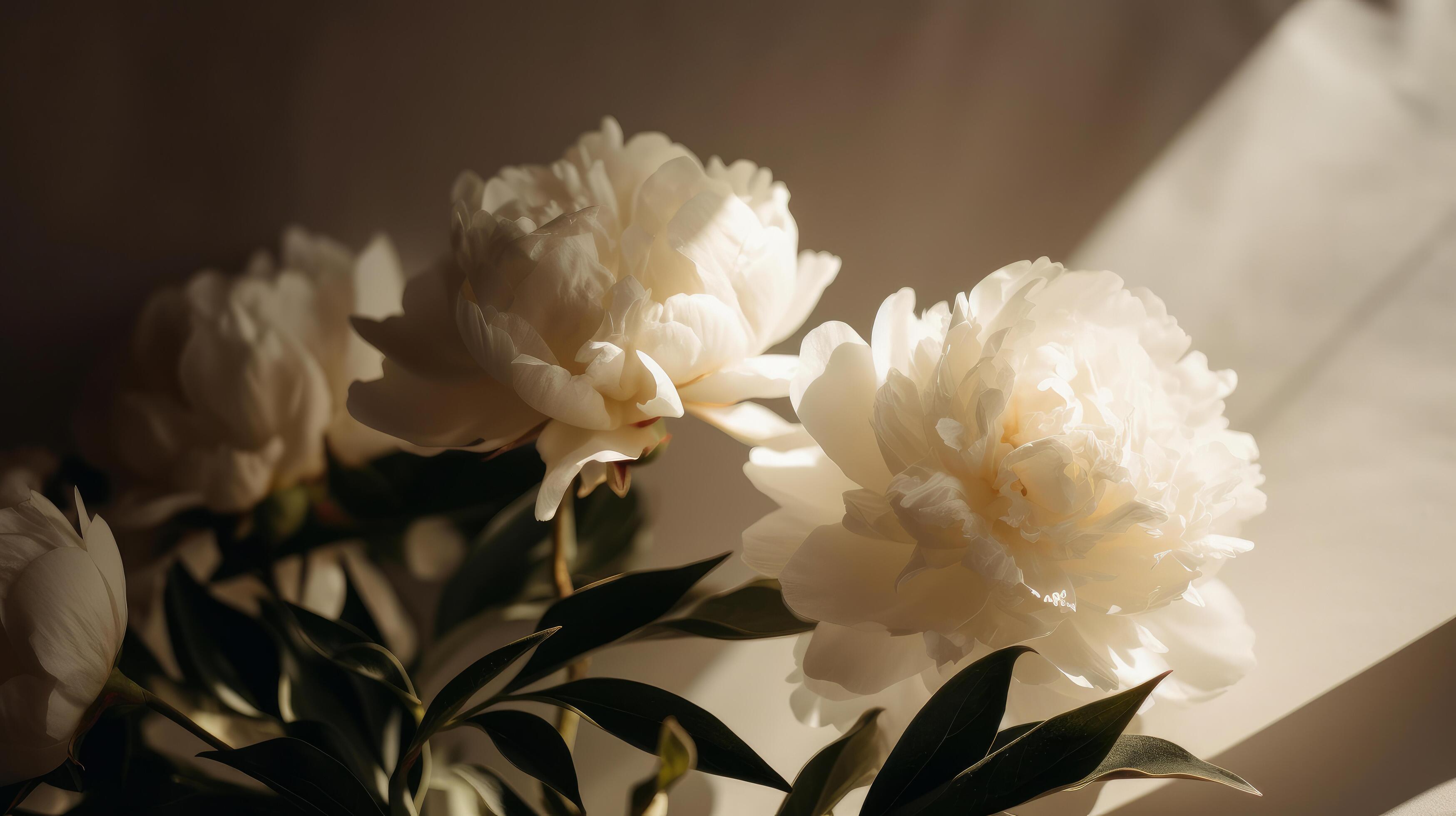 Peony flower natural background. Illustration Stock Free