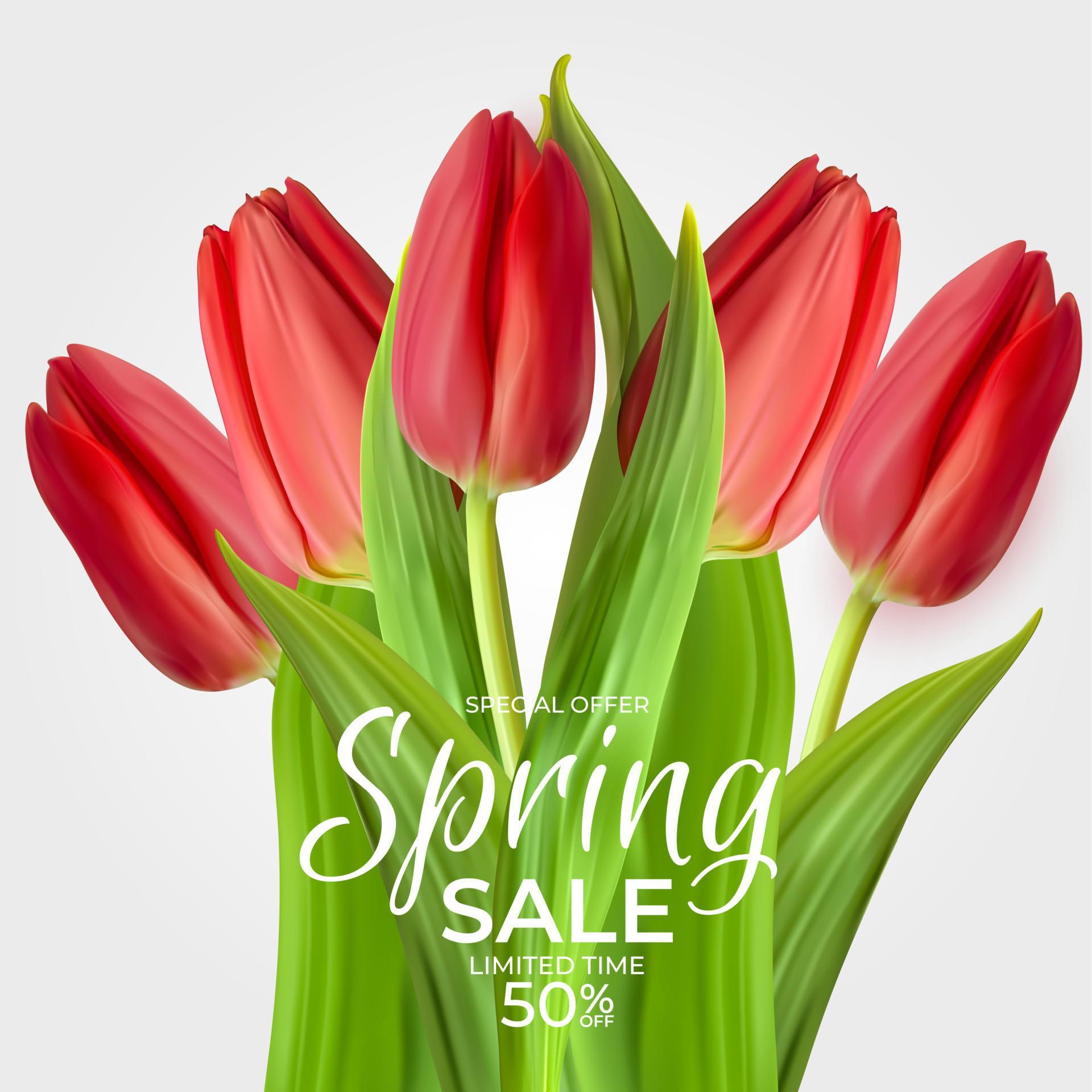 Spring Sale Template Background with realistic Tulip Flower. Vector Illustration Stock Free