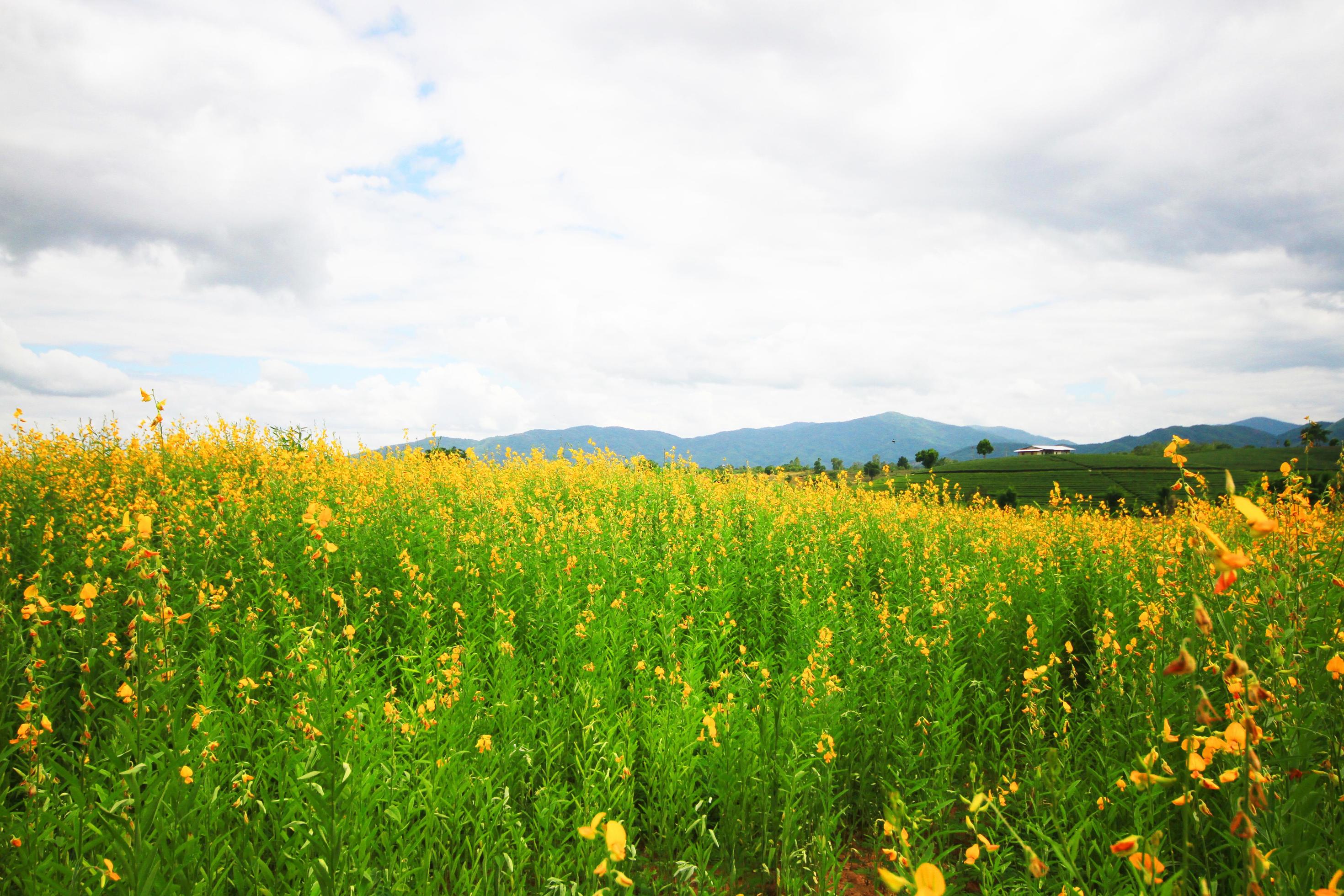 Beautiful yellow Sun hemp flowers or Crotalaria juncea farm on the mountain in Thailand.A type of legume. Stock Free