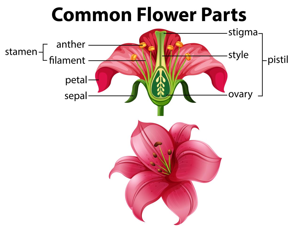 Science of Common Flower Parts Stock Free