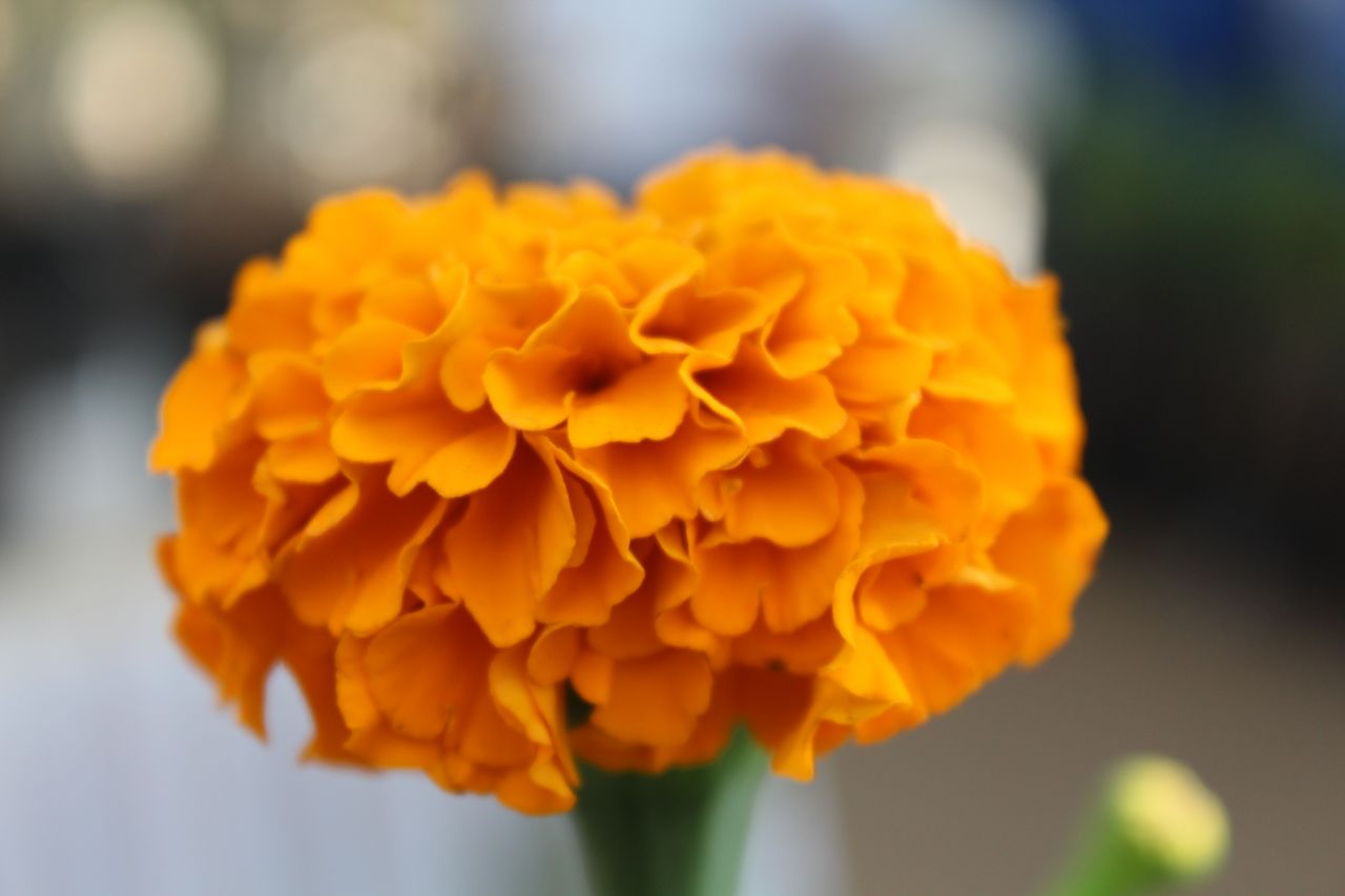 Yellow Orange Flower Lovely Stock Free