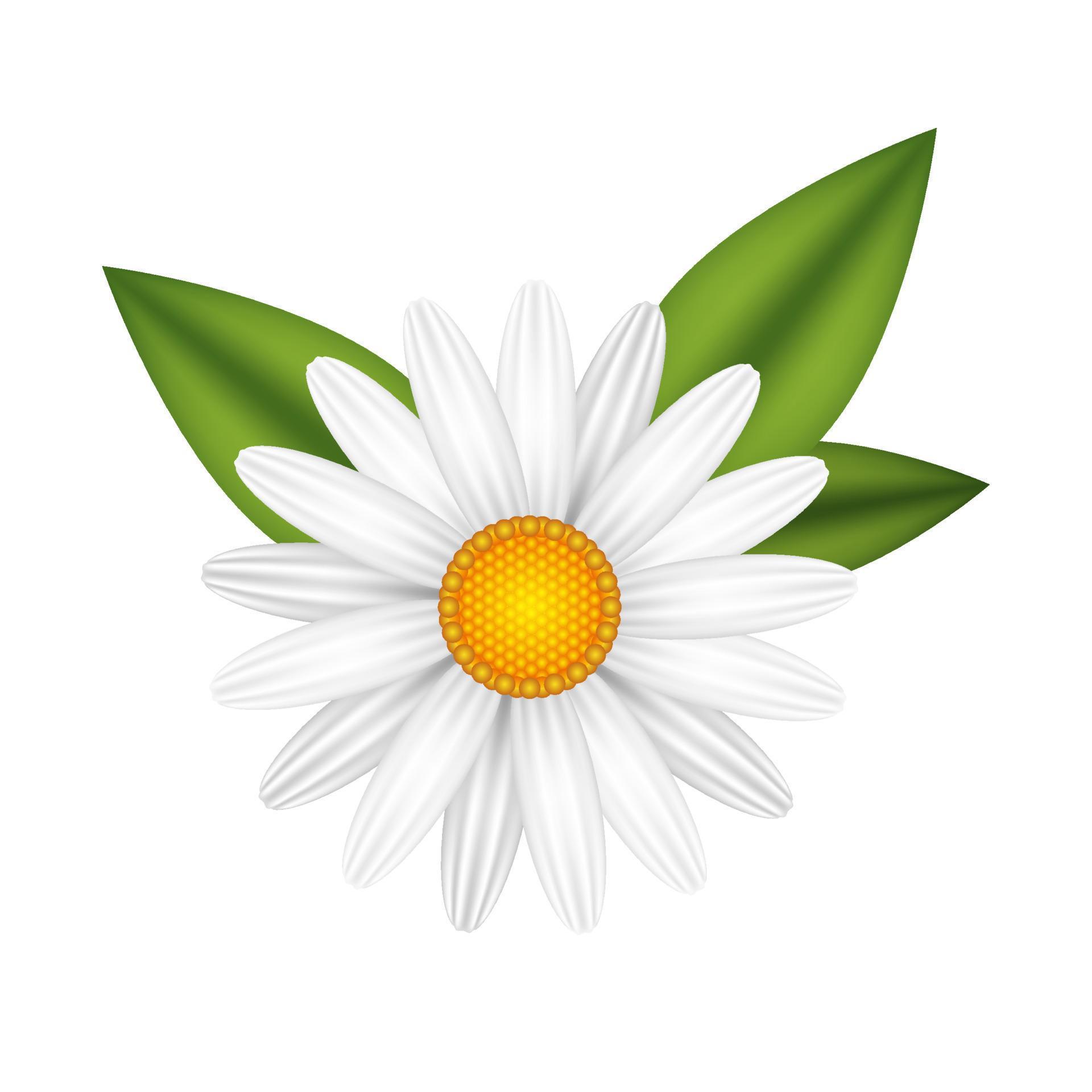 Chamomile flower realistic vector illustration isolated. White daisy blooming plant. Stock Free