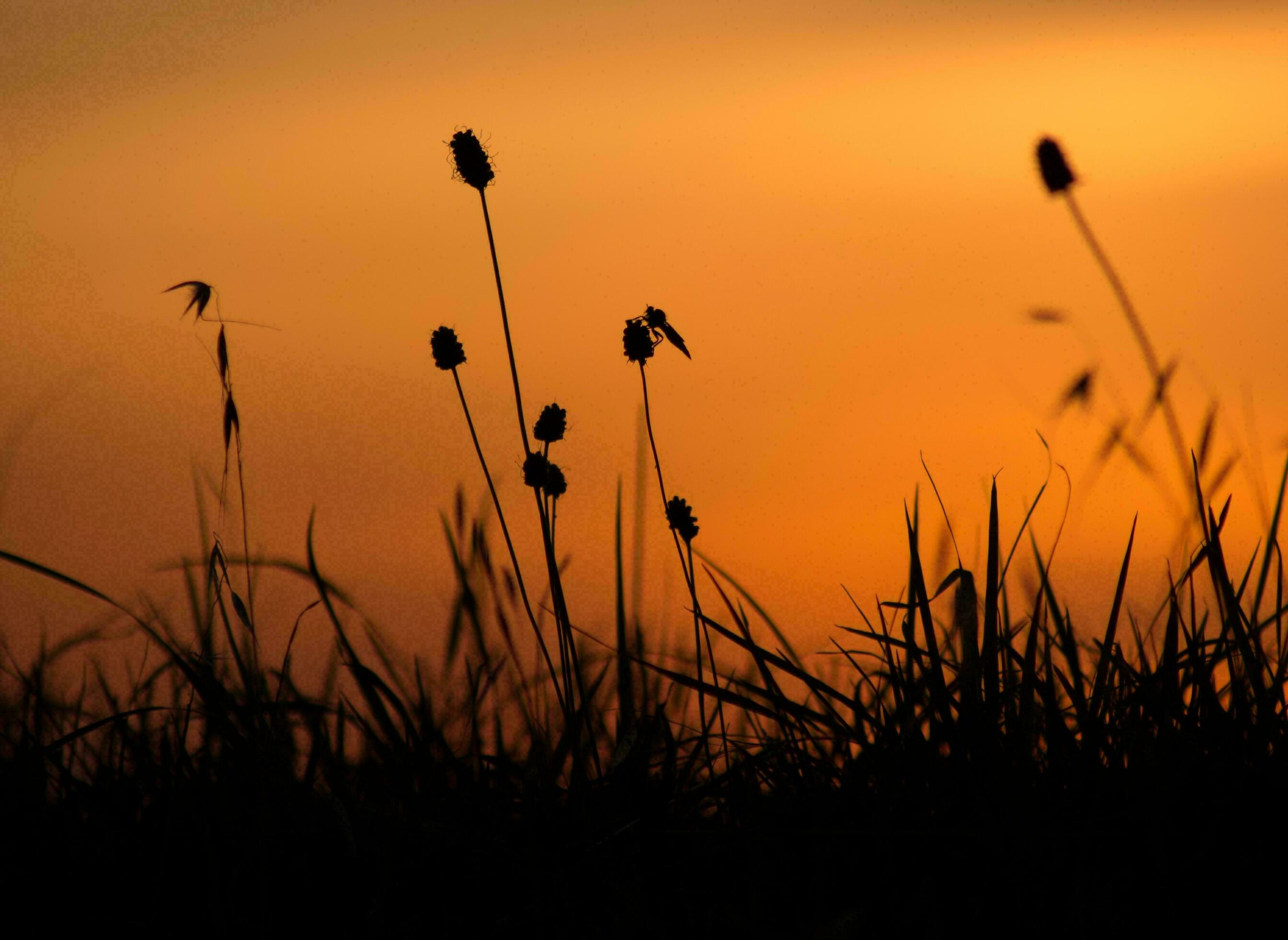 Nature green landscape sky background photo Stock Free