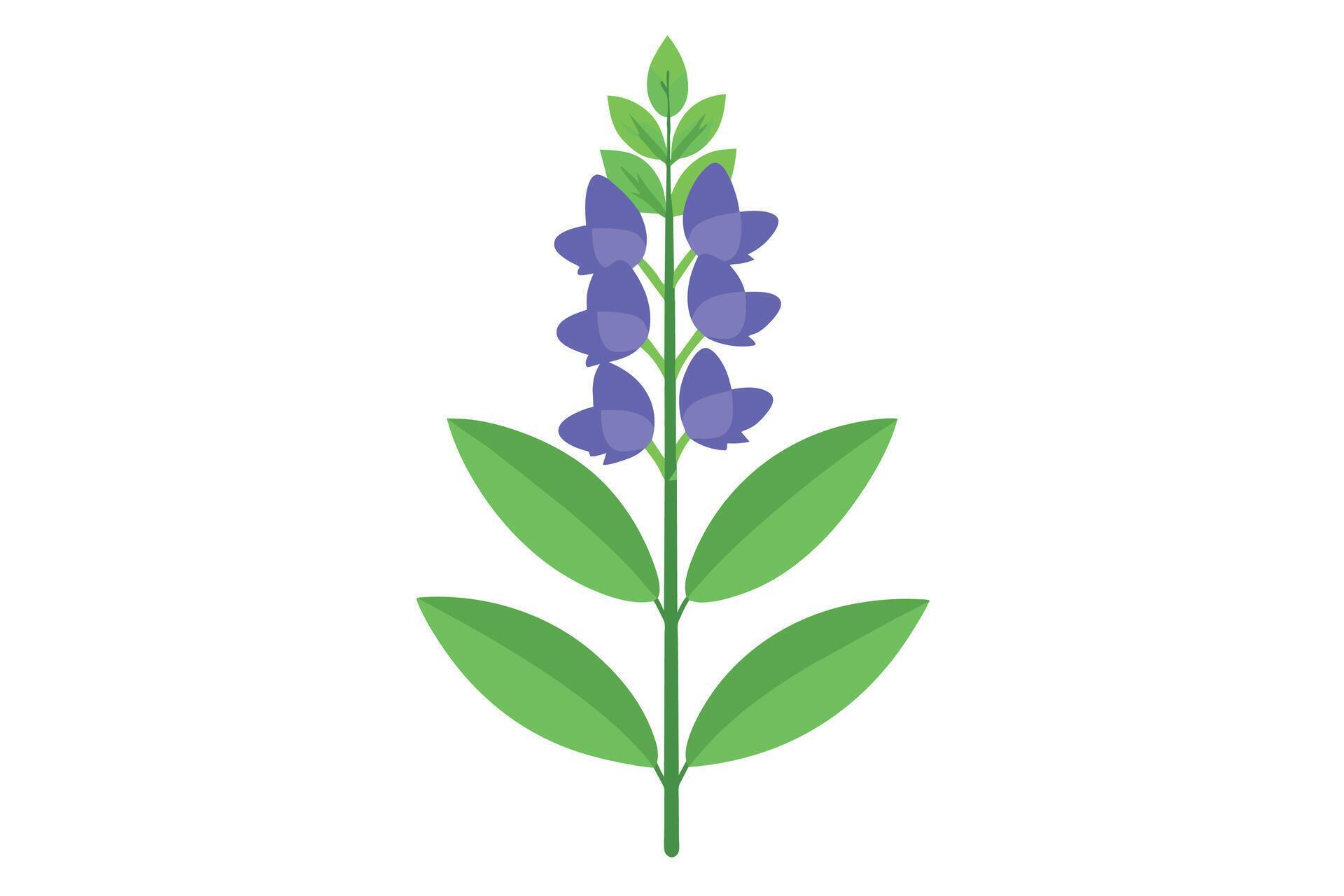 Monkshood Flower Vector Illustration Isolated on a Clean Background Stock Free