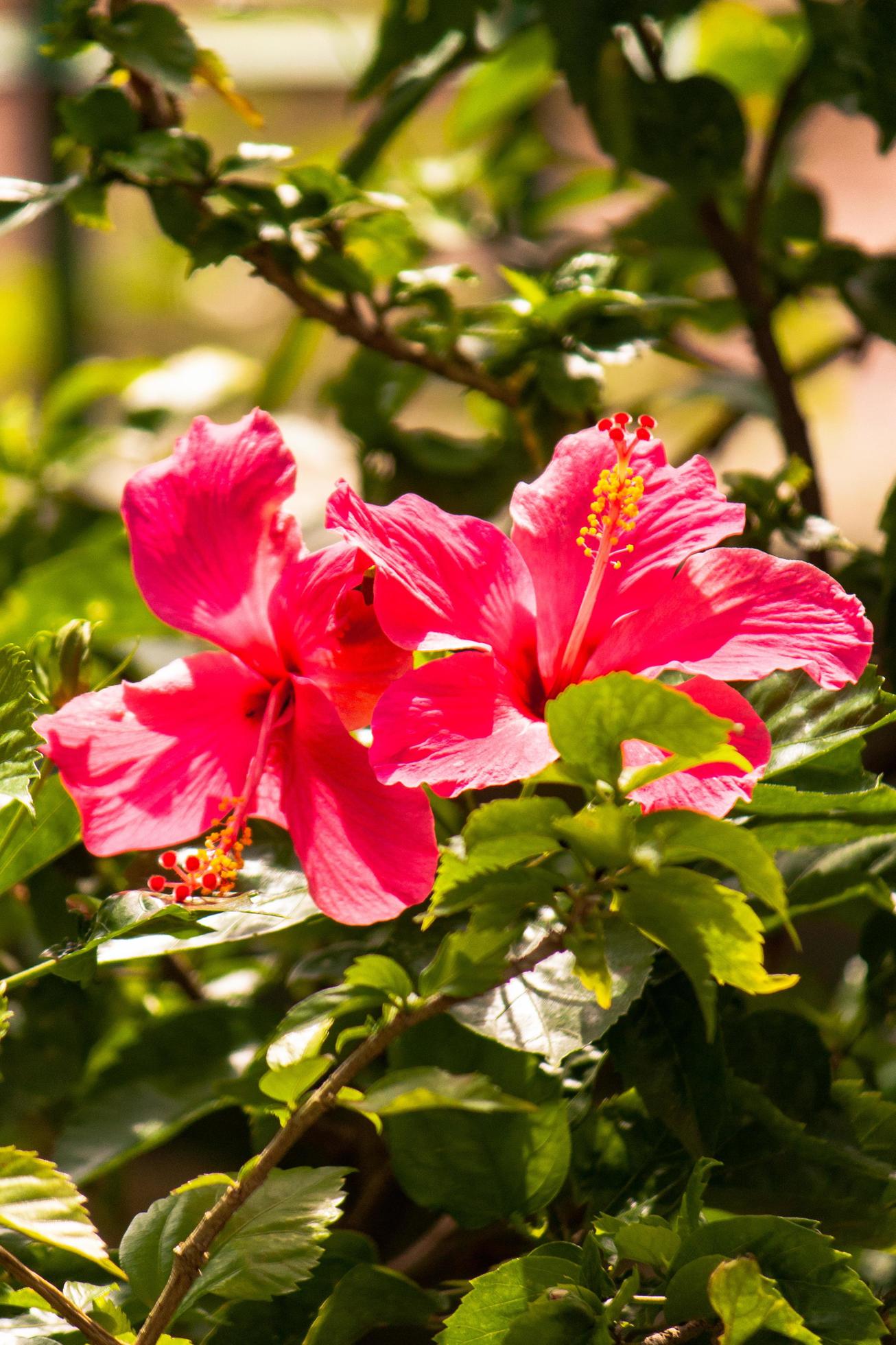 hibiscus flower in the garden Stock Free