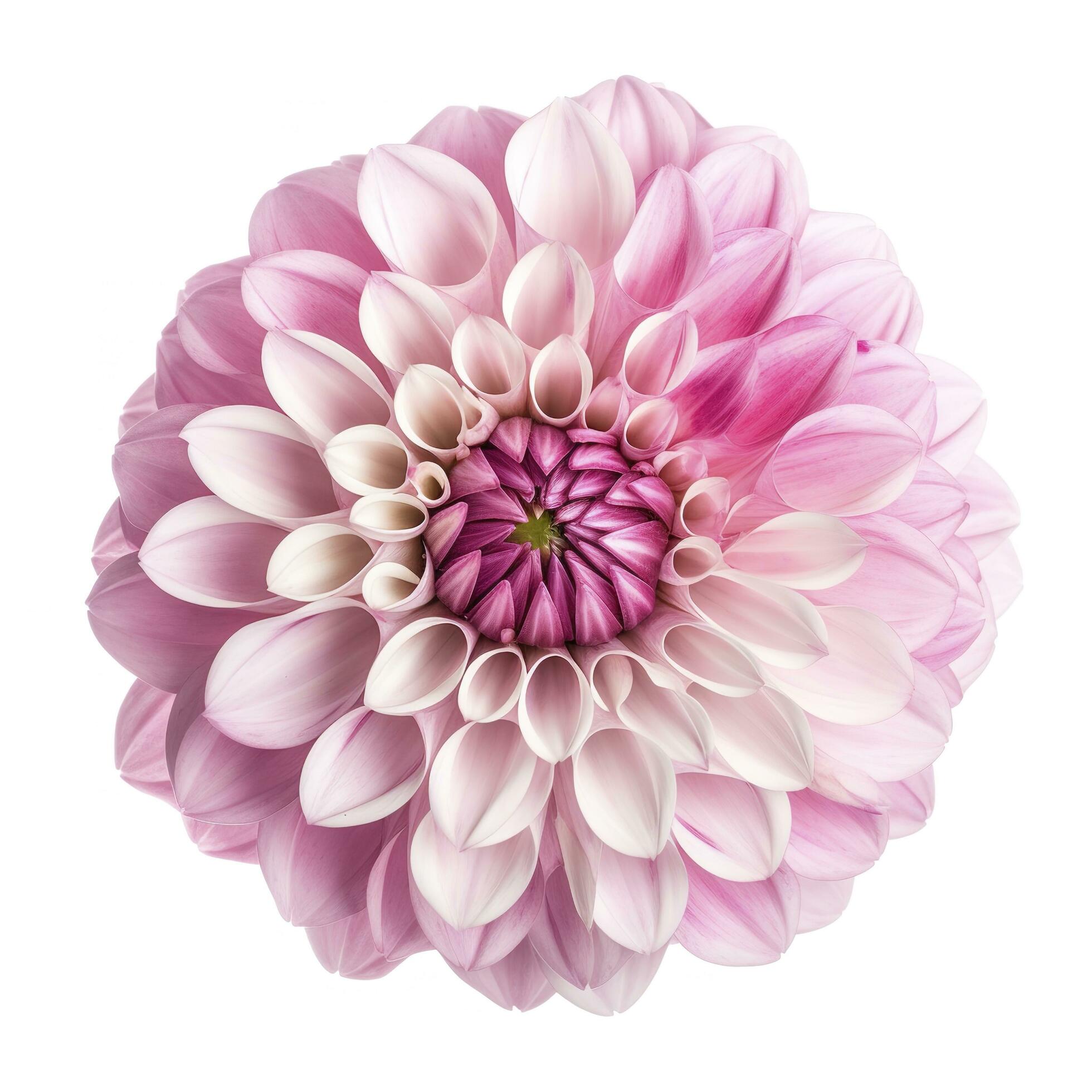 pink flower dahlia on a white background isolated with clipping path. Closeup. for design. Dahlia, generate ai Stock Free