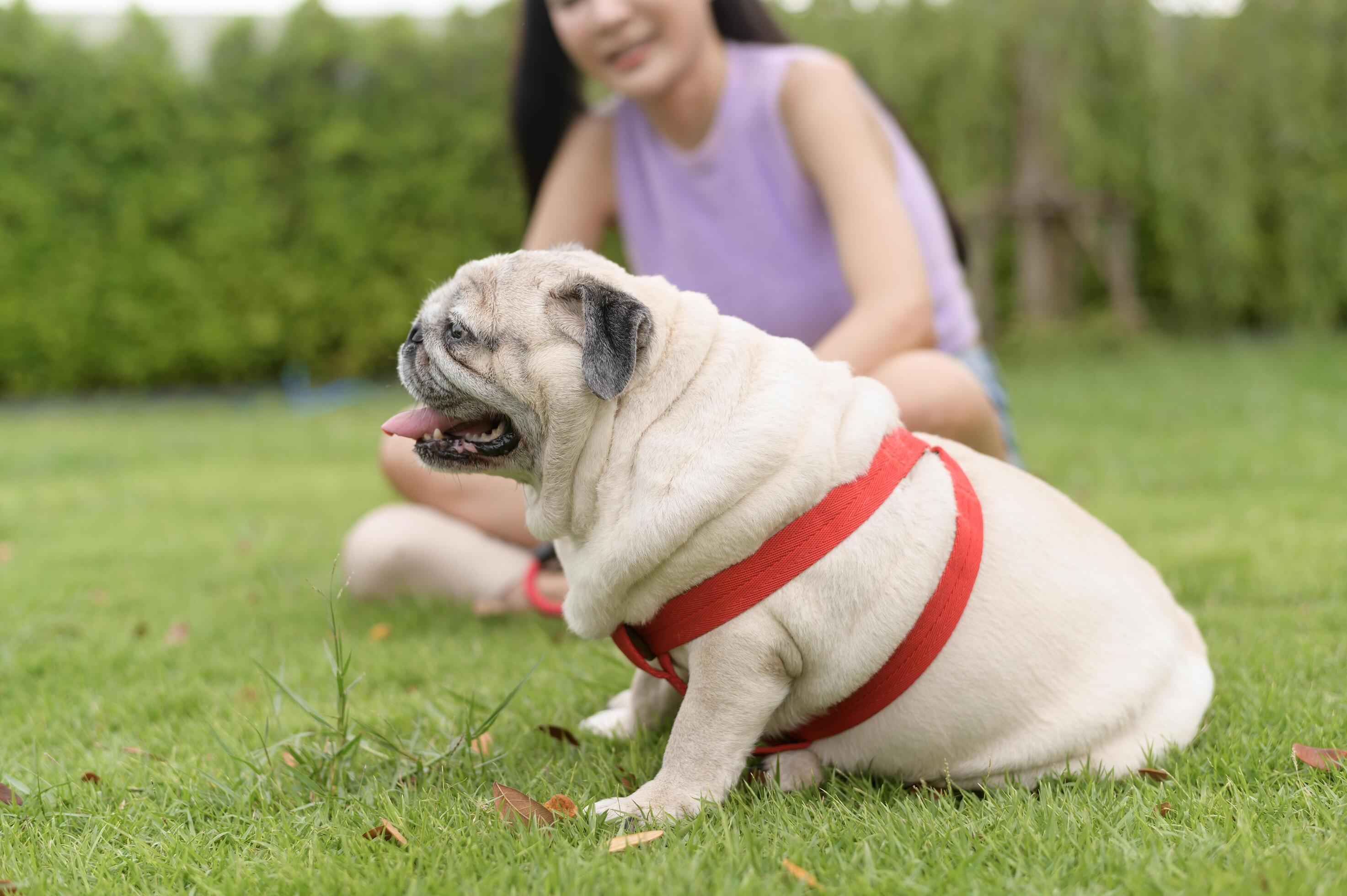 Happy asian woman playing with Cute Smart pug Puppy Dog In the Backyard Stock Free