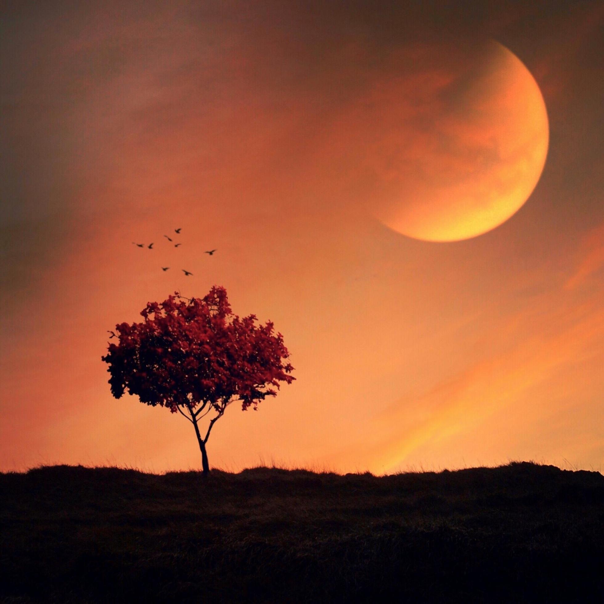 Tree and sunset in the nature with large composite moon Stock Free