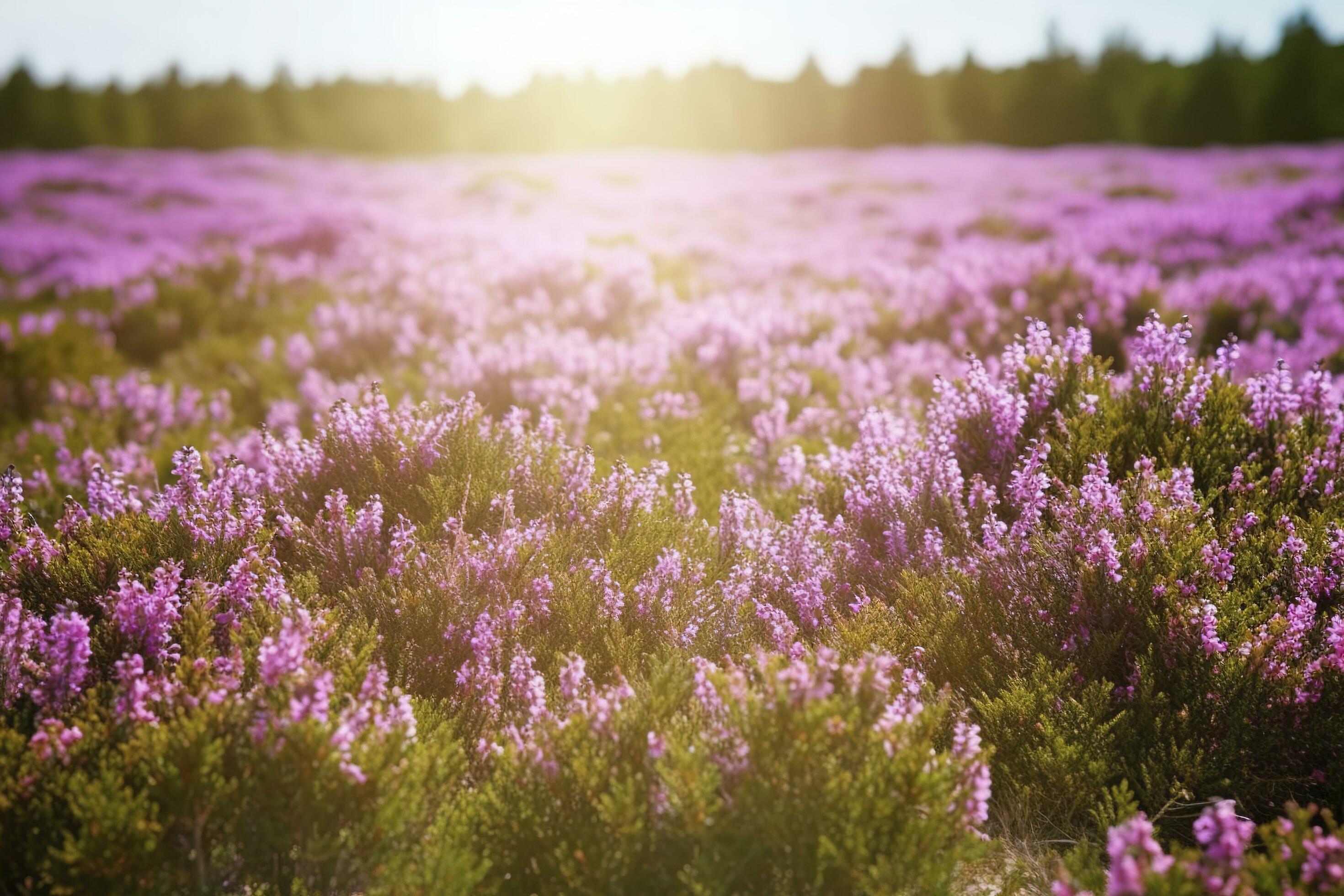 Erica Flower Field, Summer Season , generate ai Stock Free