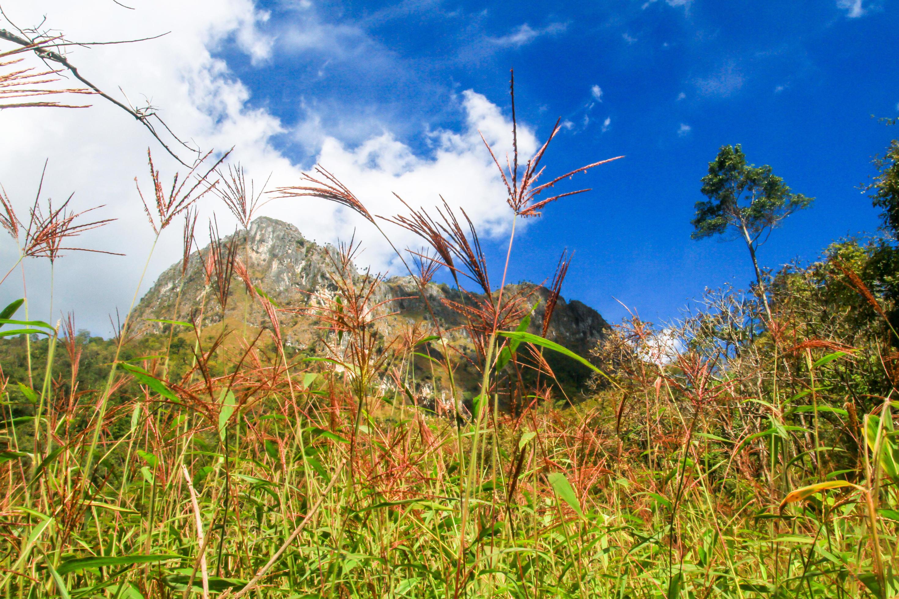 Beautiful grass flowers Landscape of rocky Limestone Mountain and green forest with blu sky at Chiang doa national park in Chiangmai, Thailand Stock Free