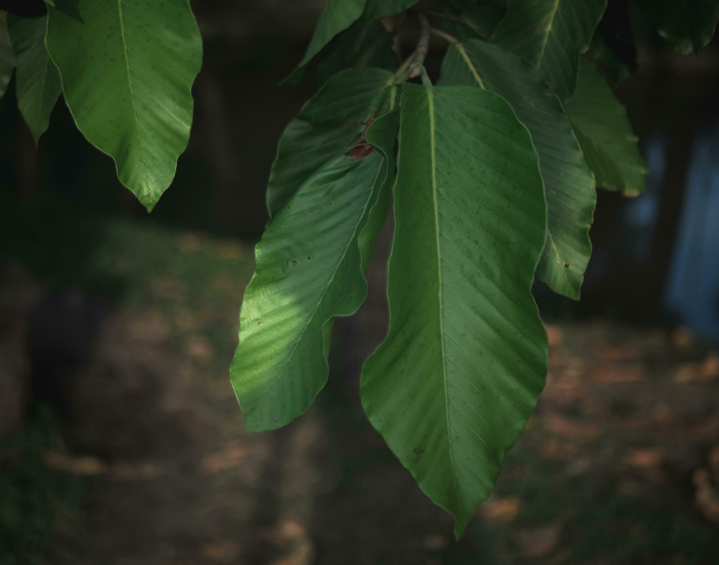 tropical mango leaves in the garden, large foliage, abstract green texture, nature backgroundmango leaves in the garden Stock Free