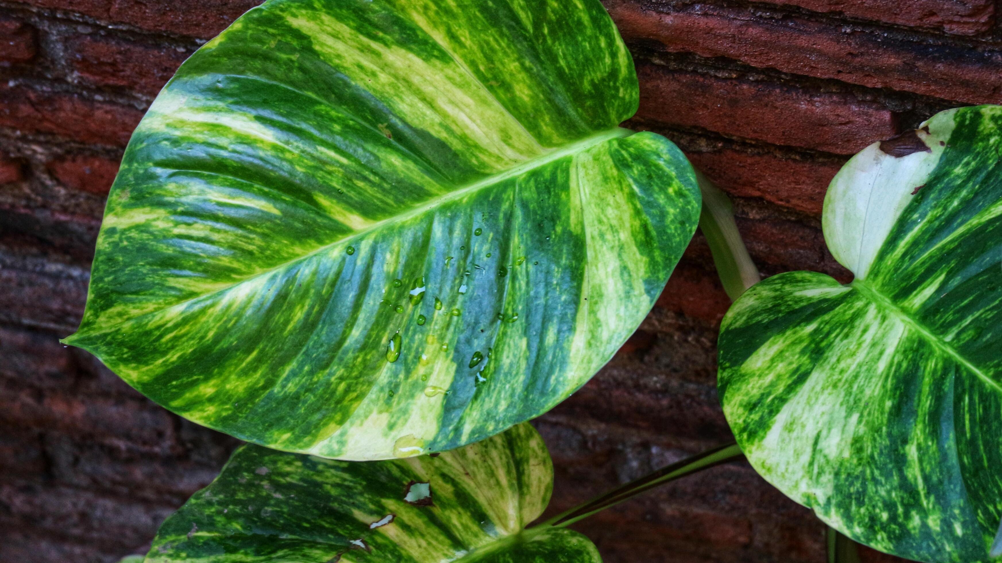 Devil’s ivy plant, is considered lucky in Feng Shui. Part of the Money plant family Stock Free